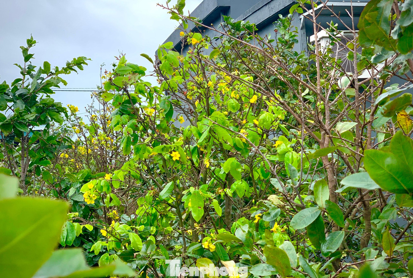 Theo người dân, khoảng 4 tuần trở lại đây, mai Kỳ Nam bắt đầu có hiện tượng rụng lá, một số gốc đã nở hoa bung bét và ra lộc.