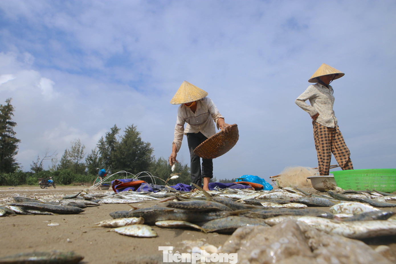 Sau khi bán cho thương lái, người dân trong nhóm kéo lưới giành lại một phần cá để phân chia mang về nhà sử dụng. Sau khi bán cho thương lái, người dân trong nhóm kéo lưới giành lại một phần cá để phân chia mang về nhà sử dụng.