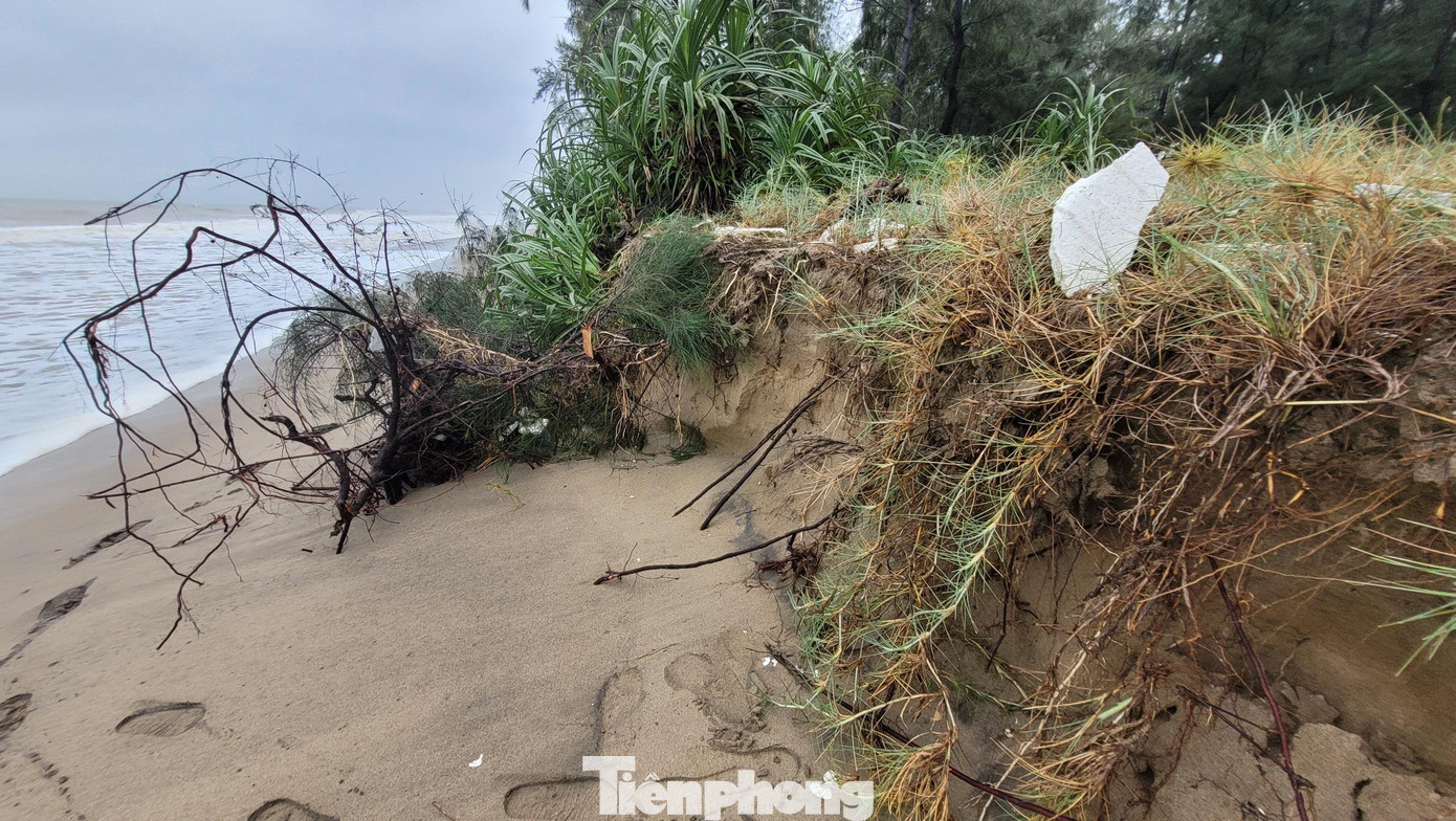 Rễ phi lao bị trơ lên mặt cát sau nhiều ngày bị sóng biển đánh.