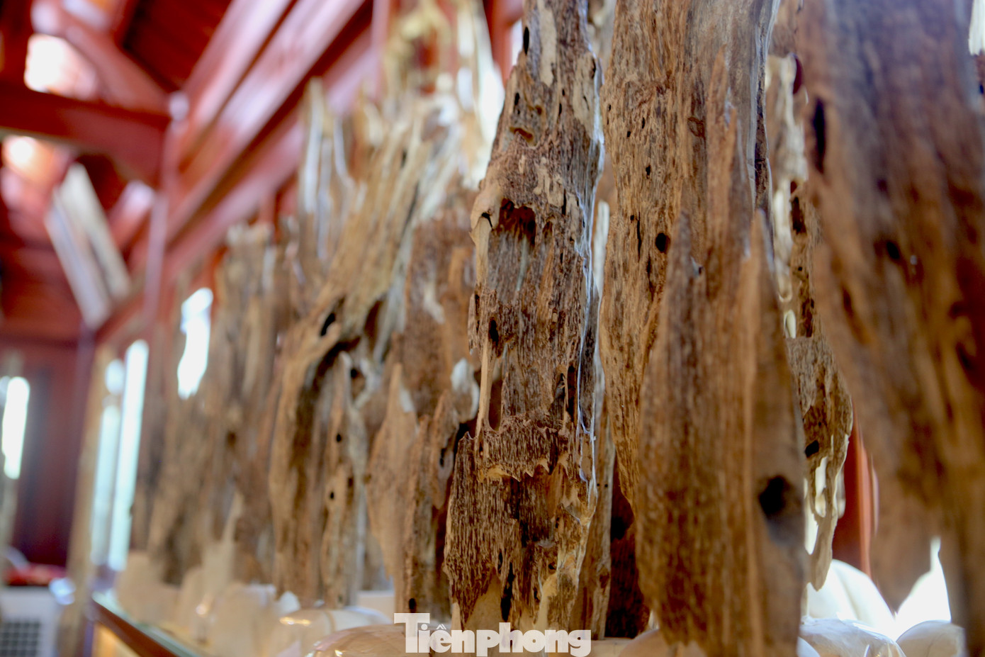 Tỉa” là người thợ dùng chiếc đục xoi, xỉa những phần thịt màu trắng nằm dính sát vào mạch trầm để miếng trầm chỉ còn tinh màu đen, nếu miếng trầm dầu nhiều sẽ bóng loáng trông rất bắt mắt.