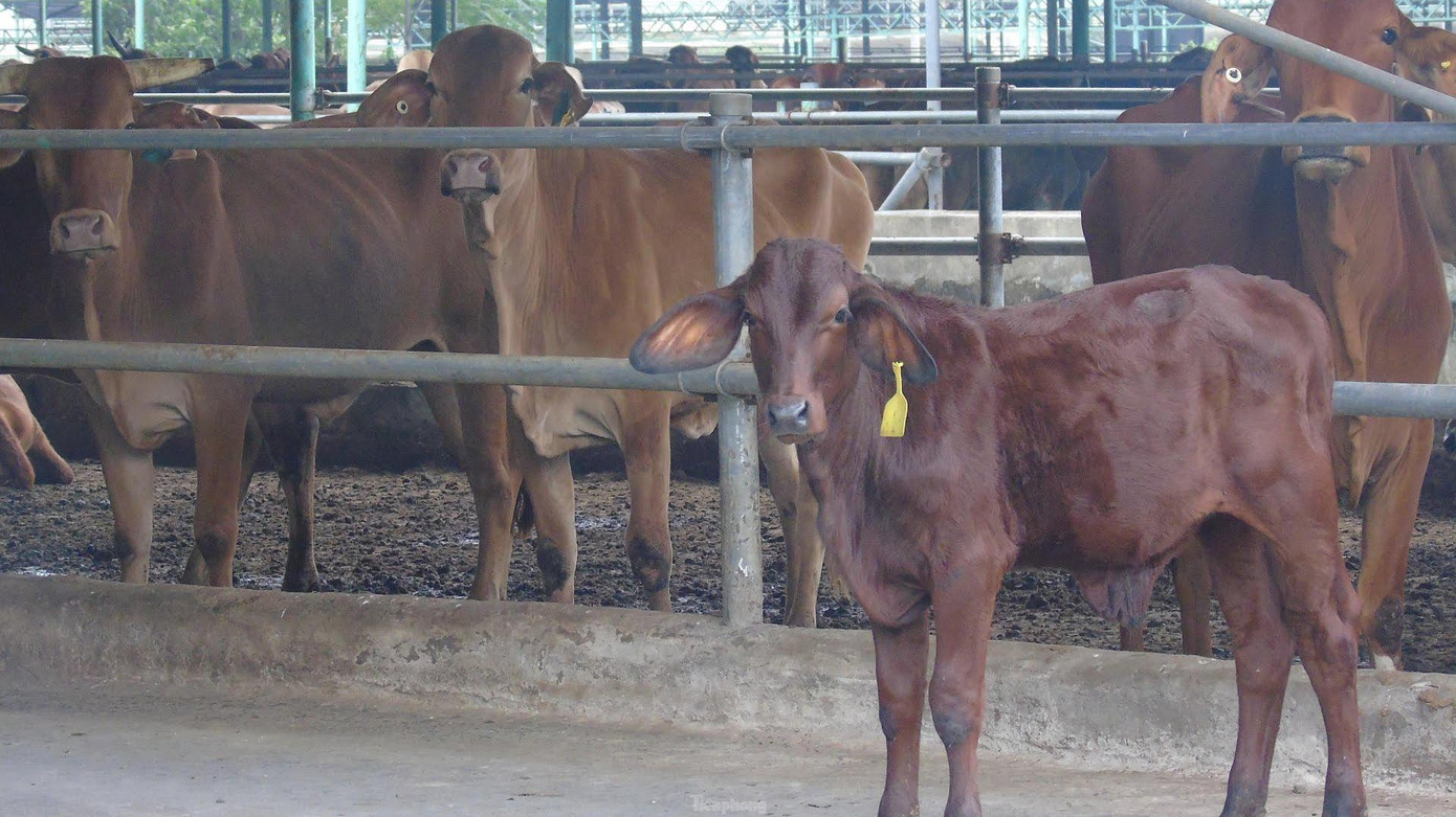Những con bò được chăn nuôi tại dự án vào năm 2017.
