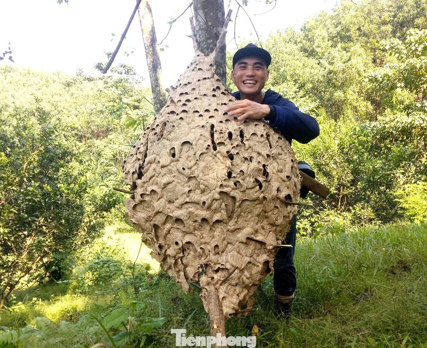 Anh Dũng vui mừng khi lấy được tổ ong "khủng" xuống đất. Anh Dũng vui mừng khi lấy được tổ ong "khủng" xuống đất.