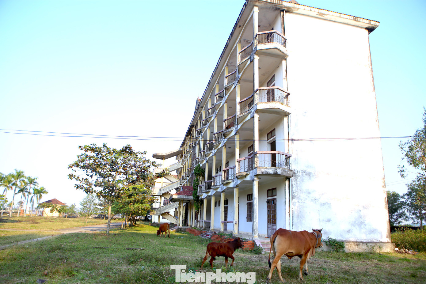 Toàn bộ khuôn viên trong trường sau 8 năm bỏ hoang nay xuống cấp nghiêm trọng, trở thành nơi chăn thả bò.
