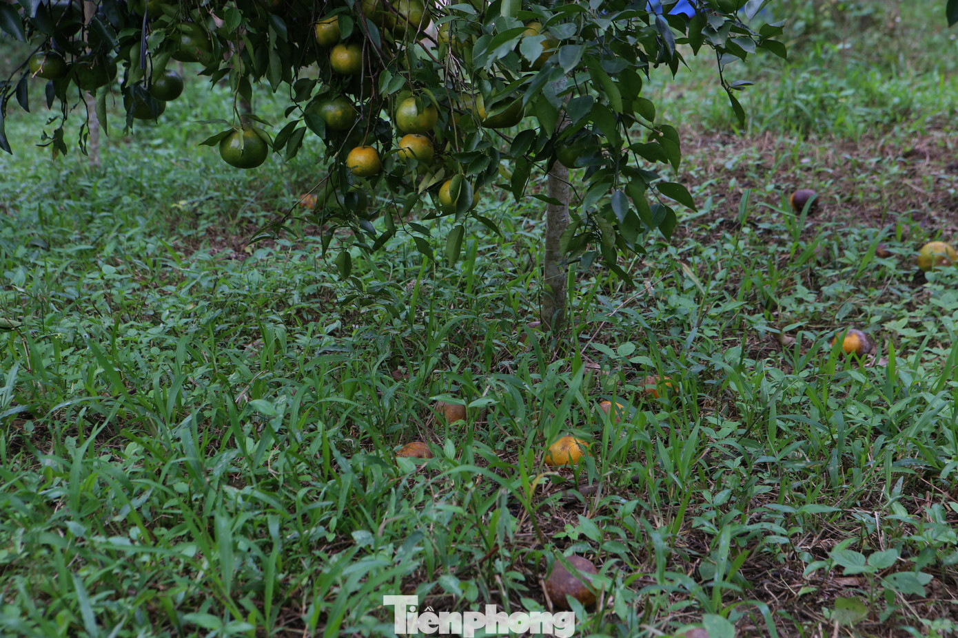 Một số gốc cam bù có hiện tượng rụng quả trước mùa thu hoạch.