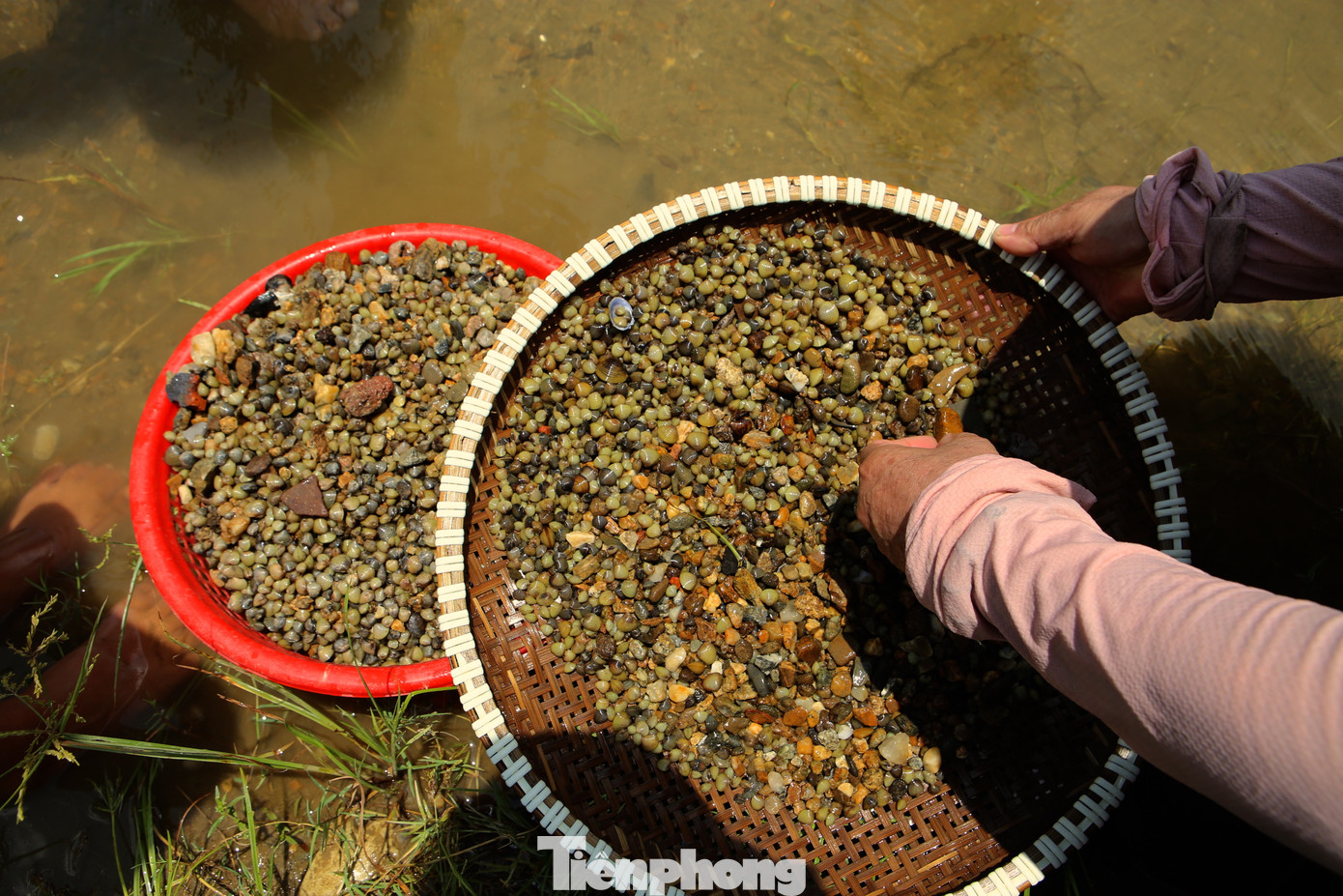 Người cào hến phải dùng sàng sẩy cho sạch đất, sỏi, rồi nhặt hến bỏ vào rổ riêng. Trong ảnh bà Nguyễn Thị Thuận (trú xã Sơn Giang) nhanh tay nhặt bỏ đá và làm sạch hến.