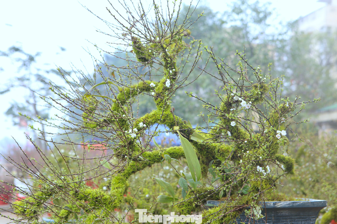 Hoa nhất chi mai trắng hồng, nở rộ trên rêu xanh.