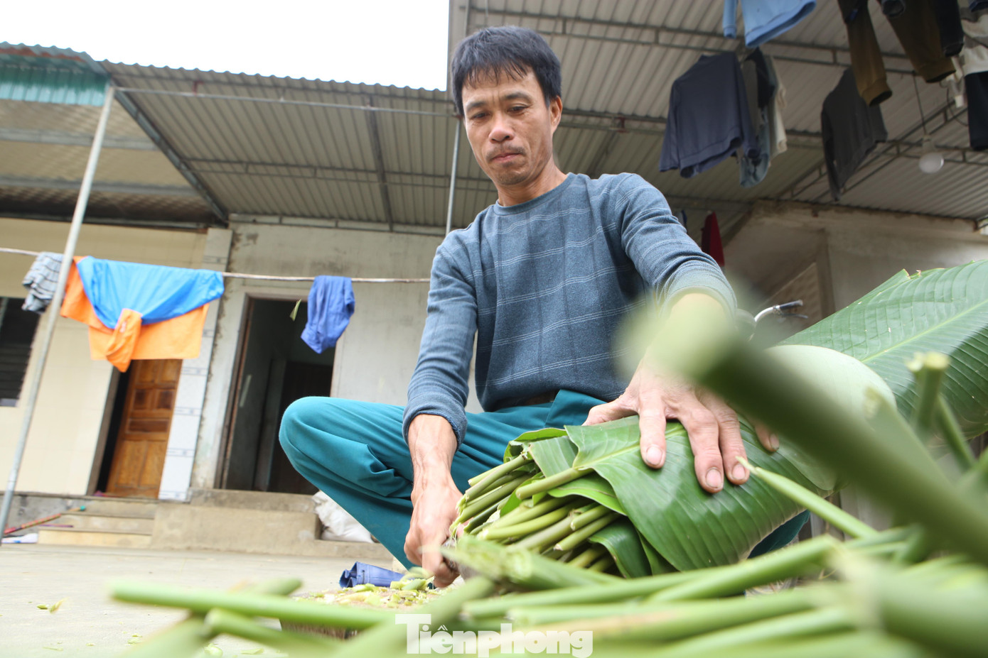 “Sau khi cắt xong, lá sẽ được đưa về nhà chọn lọc, bó thành từng bó 1. Mỗi ngày hai vợ chồng cắt rồi chở xe máy ra các điểm thu mua để bán kiếm thêm thu nhập trong dịp Tết. Lá dong chỉ thu hoạch một lần, như năm nay được mùa, tại vườn ước tính được trên 7 triệu đồng”, anh Kiên cho biết.