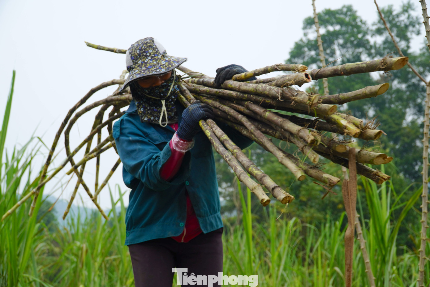 Mía sau khi chặt xong được rửa sạch rồi đặt vào dụng cụ ép mía để lấy nước.