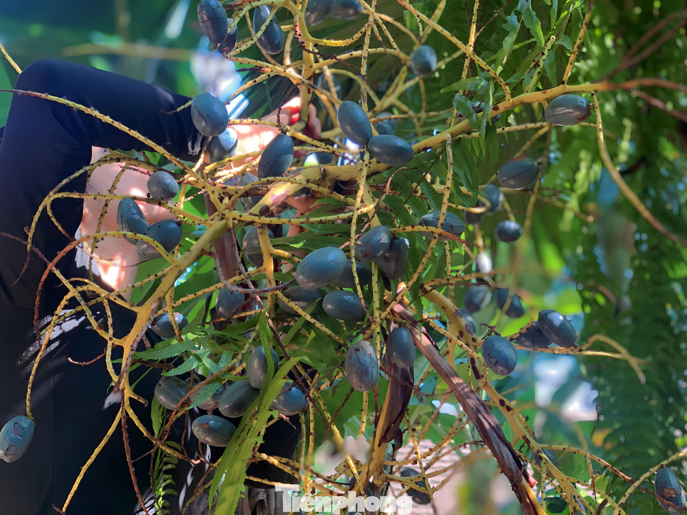 Bắt đầu từ cuối tháng 11, người dân huyện Hương Sơn vào mùa thu hoạch cọ. Loài quả này trước đây chỉ sử dụng làm thức ăn trong gia đình, nhưng nay trở thành đặc sản được nhiều người săn lùng mua.