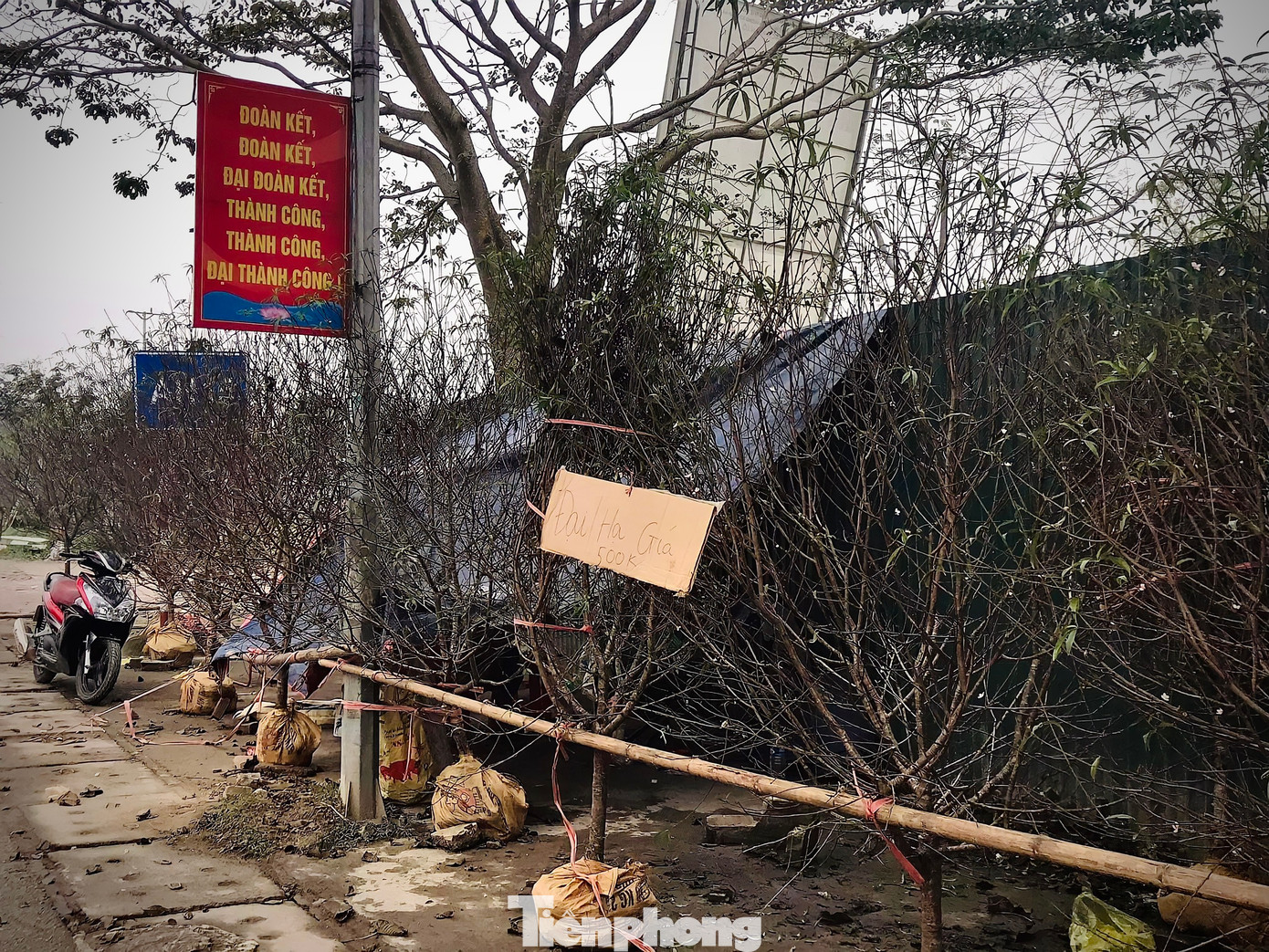 Dọc đường tại thị trấn Phố Châu nhiều nhà buôn đào đã ghi bán đồng giá mỗi gốc đào 500.000 đồng/gốc, tuy nhiên vẫn vắng người mua.