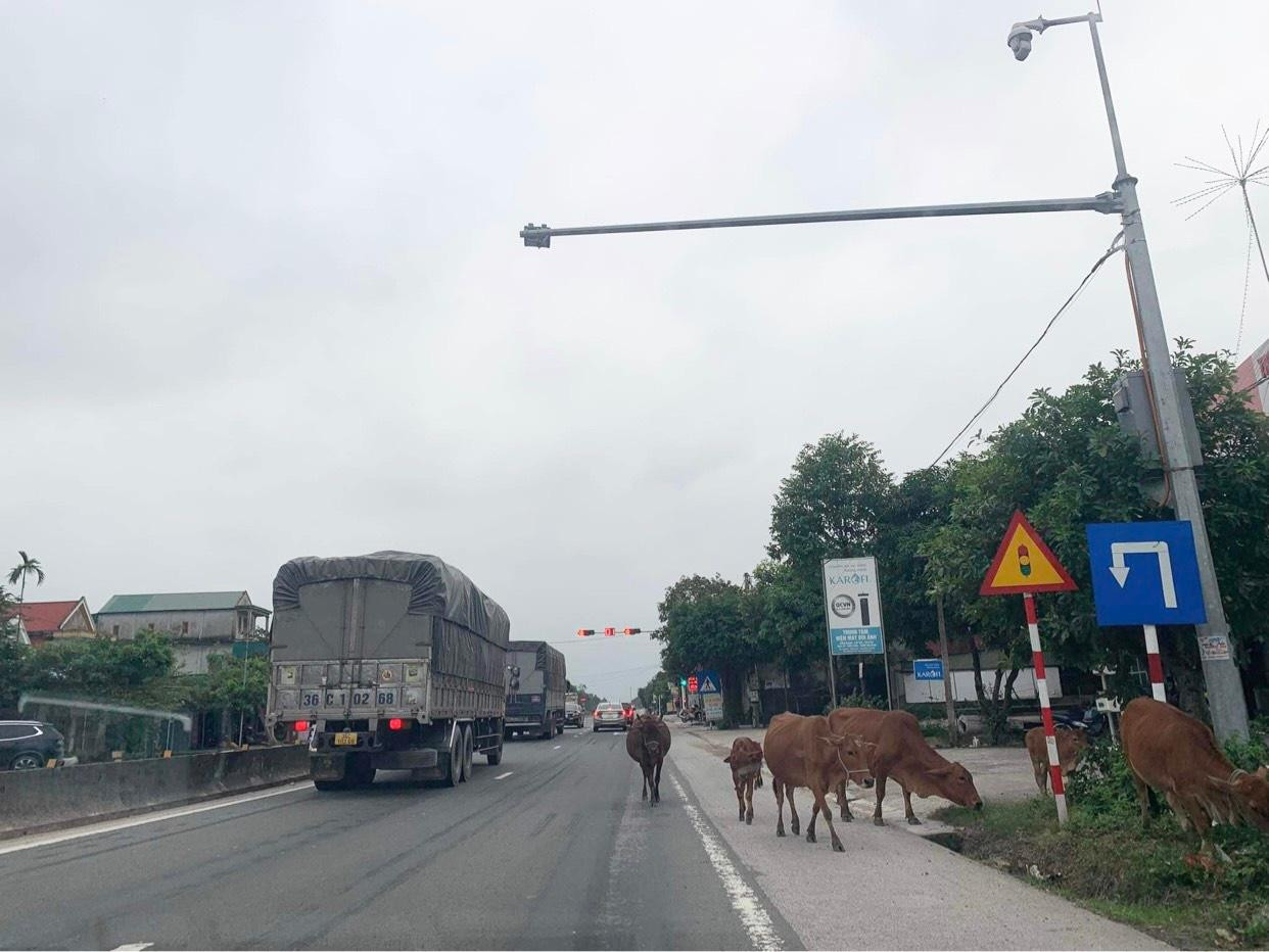 Còn đây là hình ảnh ghi nhận tại quốc lộ 1A đoạn qua địa huyện Can Lộc. Đàn bò khoảng 7 con đi nghênh ngang trên quốc lộ, có những lúc đột ngột qua đường khiến nhiều phương tiện phải phanh gấp để tránh.