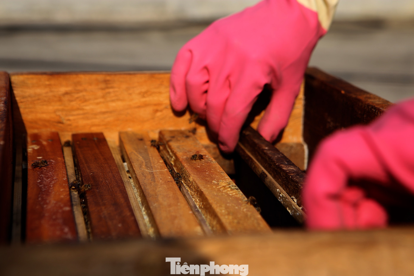 Trong hộp nuôi ong được phân thành từng ngăn. Qua tháng 8 dương lịch, hết mùa hoa là giai đoạn chăm sóc, dưỡng ong, nên người nuôi không vắt mật nữa mà để đó làm thức ăn dự trữ cho ong. Trong hộp nuôi ong được phân thành từng ngăn. Qua tháng 8 dương lịch, hết mùa hoa là giai đoạn chăm sóc, dưỡng ong, nên người nuôi không vắt mật nữa mà để đó làm thức ăn dự trữ cho ong.