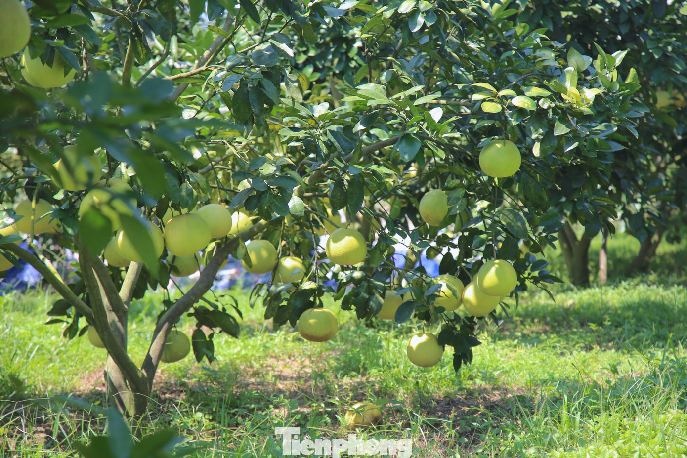 Huyện Hương Khê (Hà Tĩnh) có 21 xã trồng bưởi Phúc Trạch, trong đó tập trung chủ yếu tại các xã Hương Trạch, Phúc Trạch, Hương Đô, Hương Thuỷ, Hà Linh, Gia Phố….. Năm nay ước tính sản lượng toàn huyện đạt hơn 23 ngàn tấn, giá trị sản xuất đạt khoảng 700 tỷ đồng.