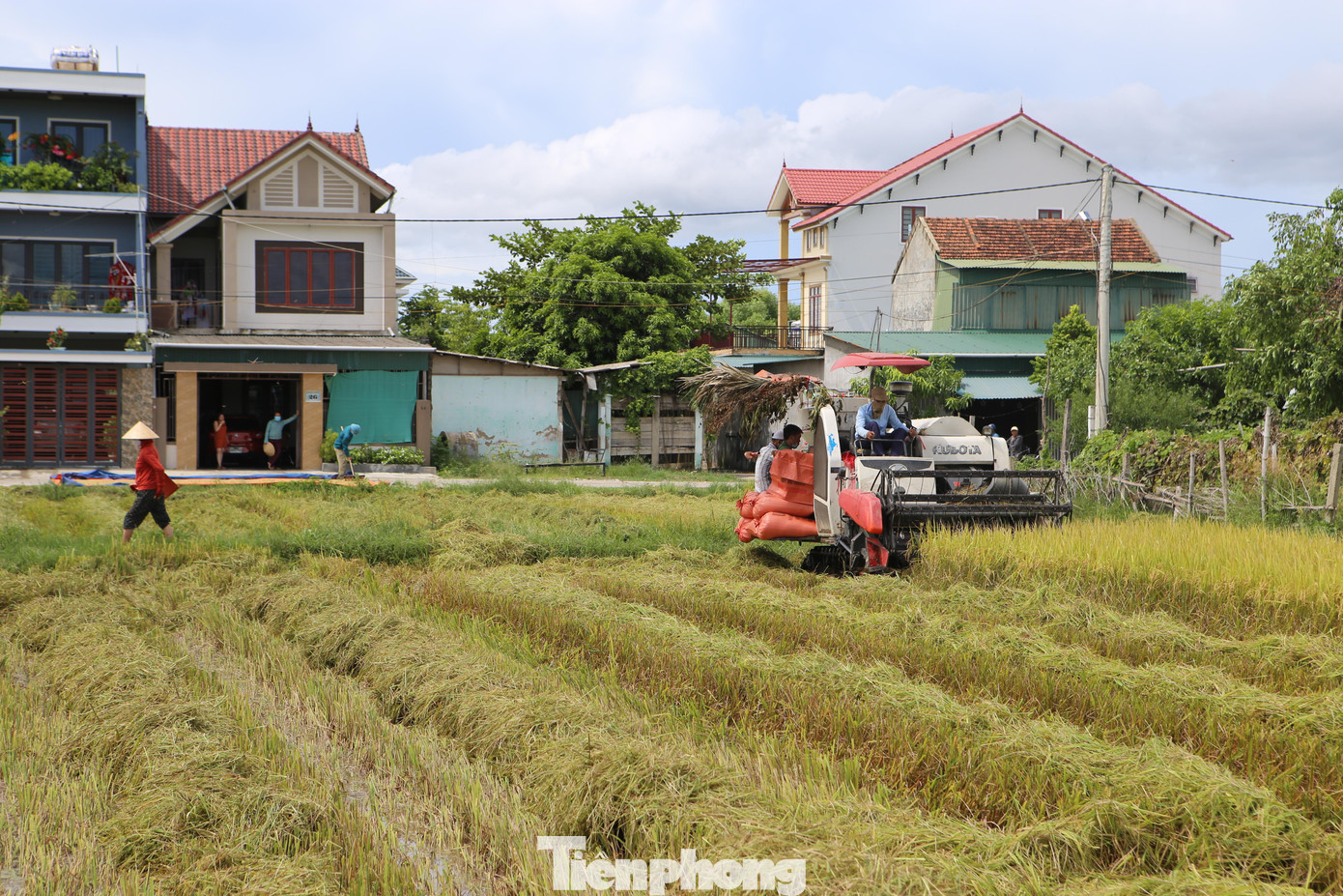 Diễn biến thời tiết xấu như hiện nay đang đặt số diện tích lúa hè thu này trước nguy cơ bất lợi về tiến độ thu hoạch cũng như bảo toàn năng suất cuối vụ.