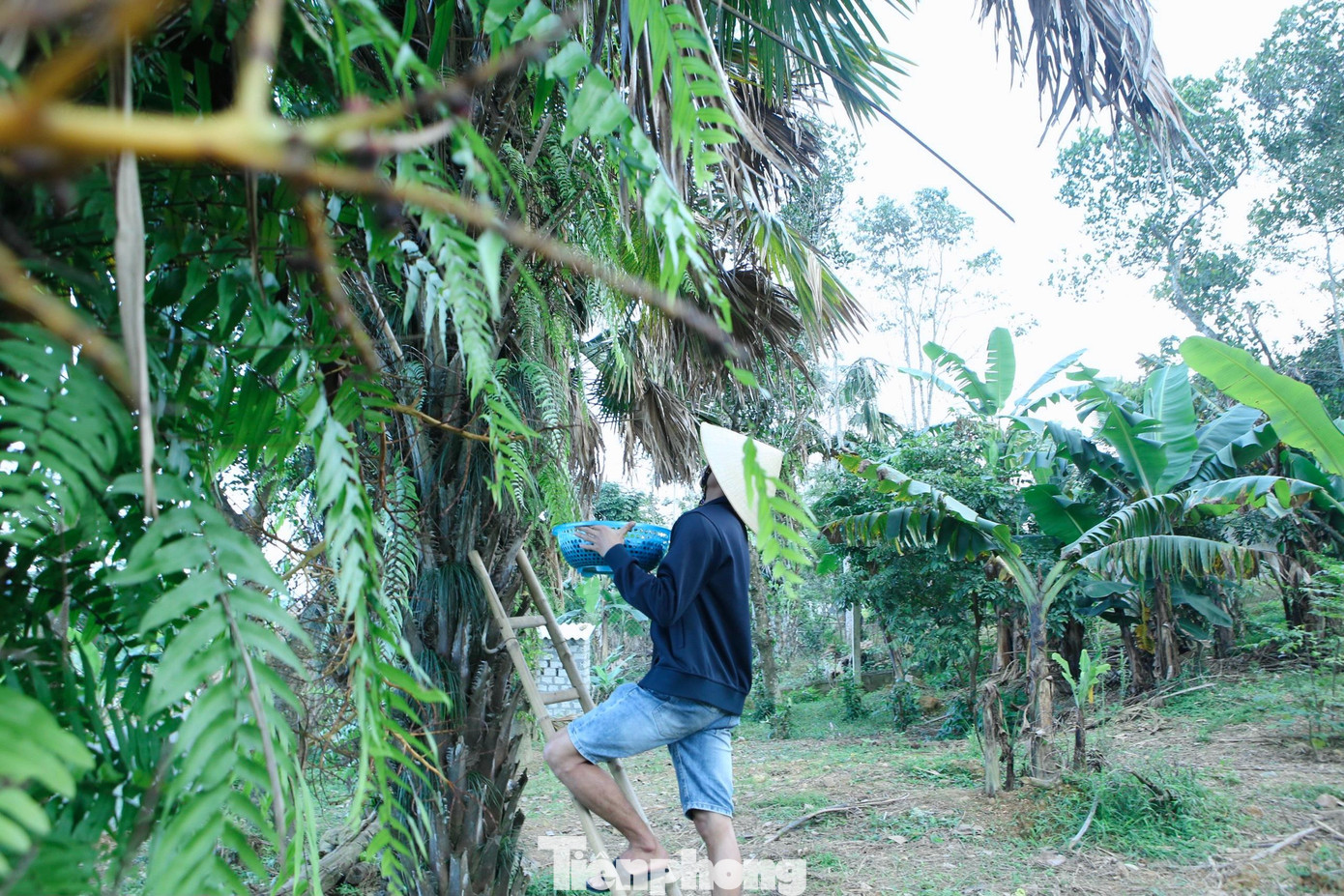 Dịp này người dân ở xã Sơn Tiến (huyện Hương Sơn) đang vào mùa thu hoạch cọ. Ở vùng này hầu như nhà nào cũng có ít nhất 2 gốc ở sau nhà và trước vườn. Dịp này người dân ở xã Sơn Tiến (huyện Hương Sơn) đang vào mùa thu hoạch cọ. Ở vùng này hầu như nhà nào cũng có ít nhất 2 gốc ở sau nhà và trước vườn.