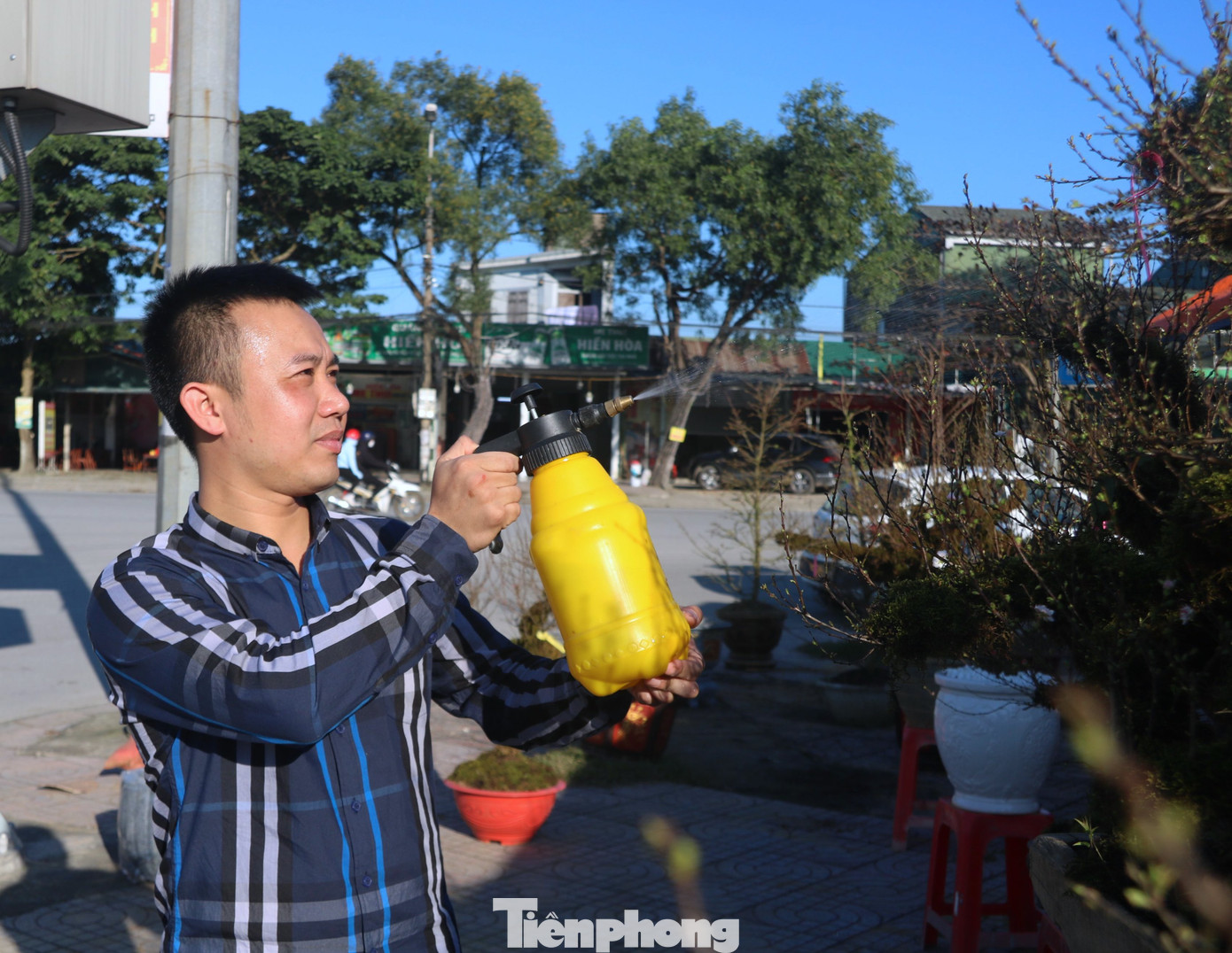 Để nhất chi mai luôn tươi, anh Việt thường xuyên tưới phun sương để đảm bảo hoa nở đúng ngày Tết.