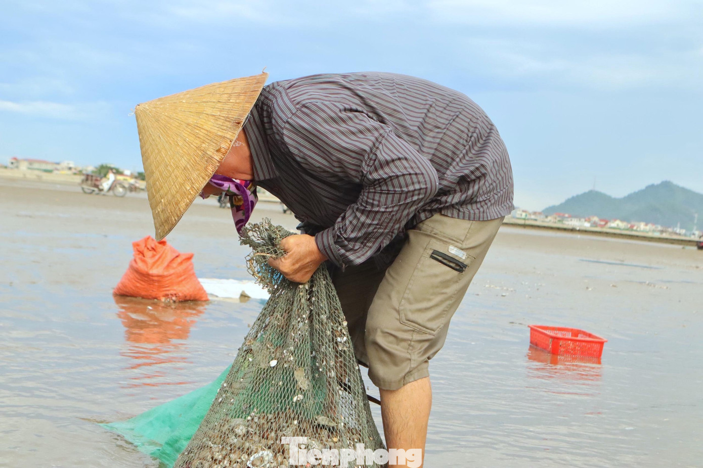 Sau khi cào xong, những con sò sẽ được đưa vào bờ đựng ở các bao tải rồi mới chở về nhà. Trong khi giá nhiên liệu cho các chuyến ra khơi tăng cao, nhiều ngư dân ở Hà Tĩnh buộc phải neo thuyền, đánh bắt các loại hải sản gần bờ kiếm thêm thu nhập. Mỗi ngày ngư dân có thể kiếm được từ 200-500 ngàn đồng.