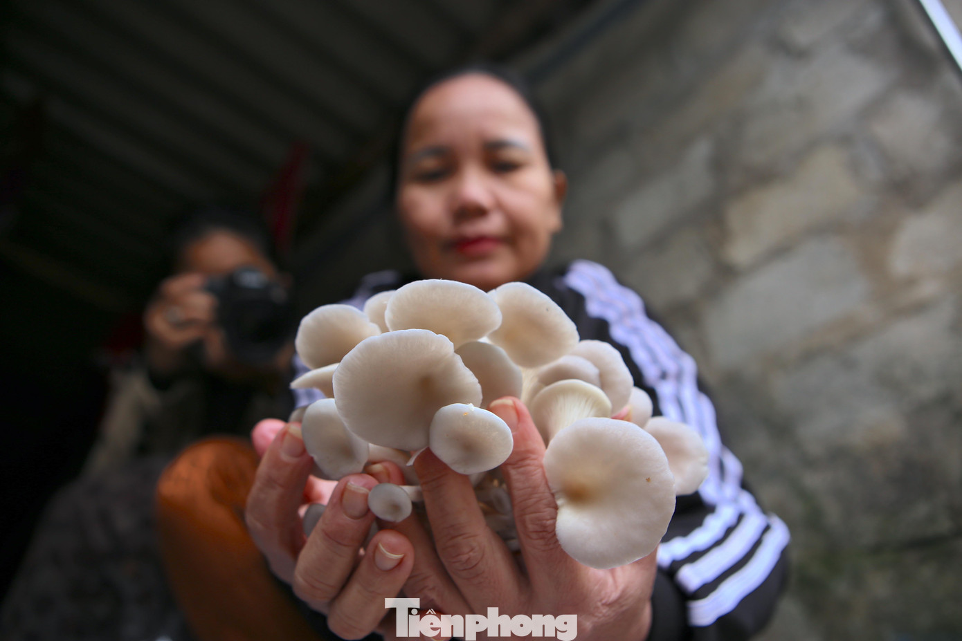 Tại xã Tân Lâm Hương hiện chủ yếu trồng nấm sò, một số hộ dân khác mở rộng sản xuất thêm nấm linh chi, mộc nhĩ...