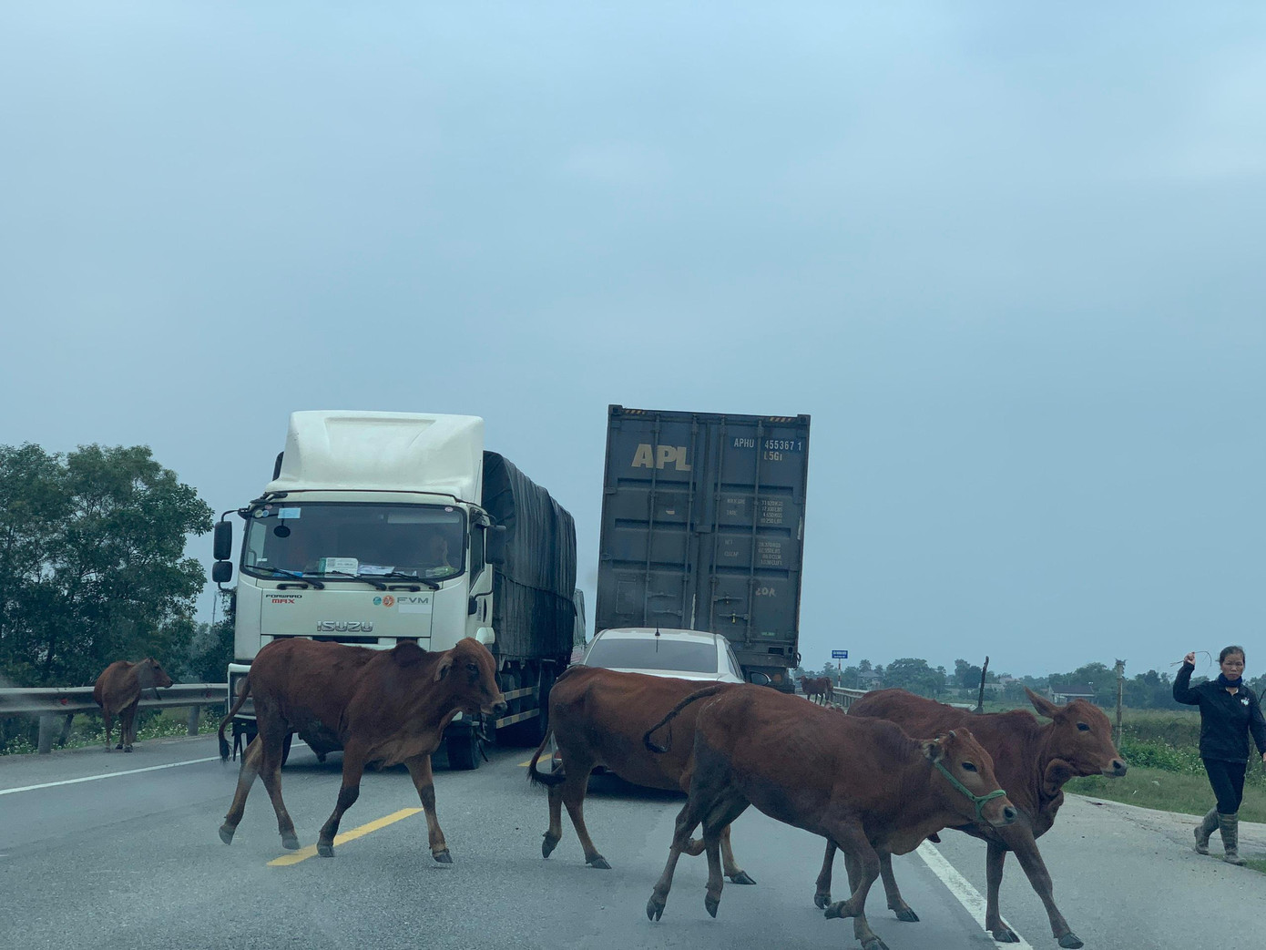 Dù đã có nhiều biện pháp, chế tài xử lý nhưng thời gian gần đây tình trạng trâu, bò thả rông tiếp tục tái diễn tại các tuyến quốc lộ 1A đoạn qua Can Lộc, Thạch Hà, Cẩm Xuyên; quốc lộ 8A qua huyện Đức Thọ; quốc lộ 15 thuộc địa phận huyện Thạch Hà, Hương Khê (Hà Tĩnh).