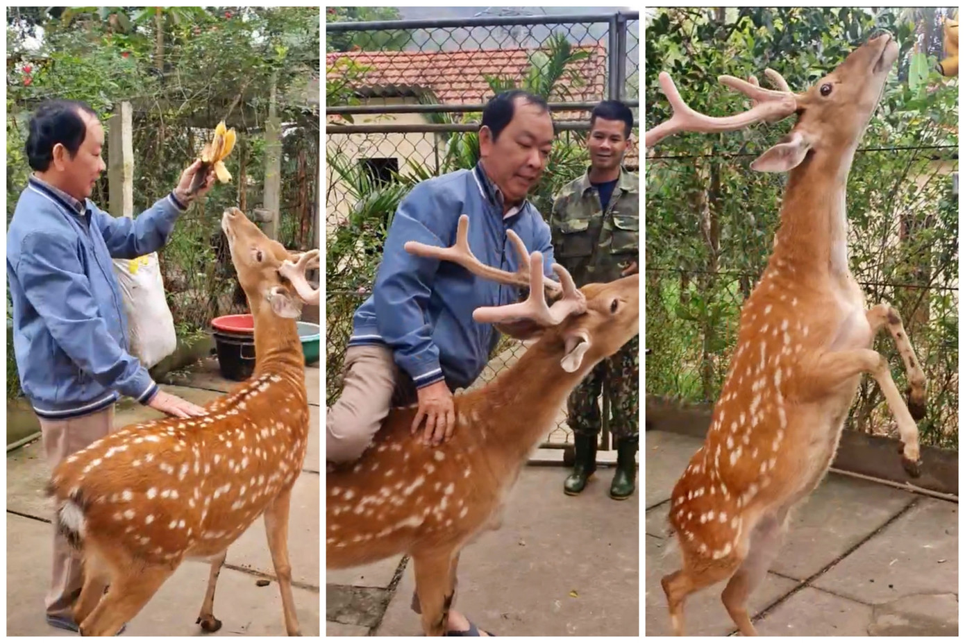 Hươu là loài vật rất nhút nhát, chủ yếu được nuôi nhốt trong chuồng. Tuy nhiên khi được thuần nuôi, nhiều con rất thân thiện với con người.