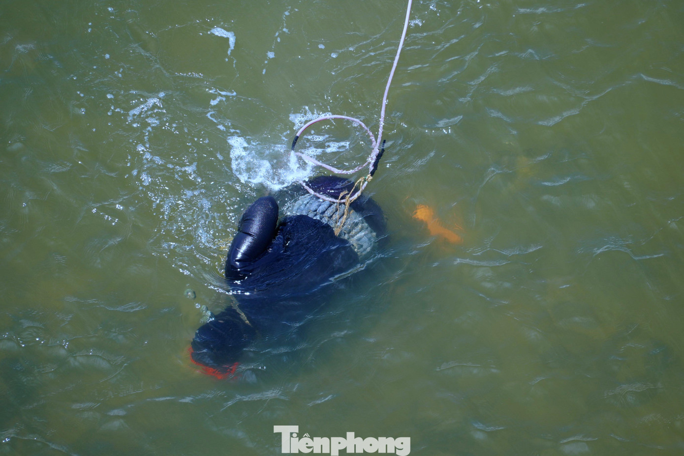 Người thợ lặn xuống đáy sông để bắt vẹm đen. Họ chuẩn bị các bao tải, rổ đựng để bỏ vẹm vào trong.