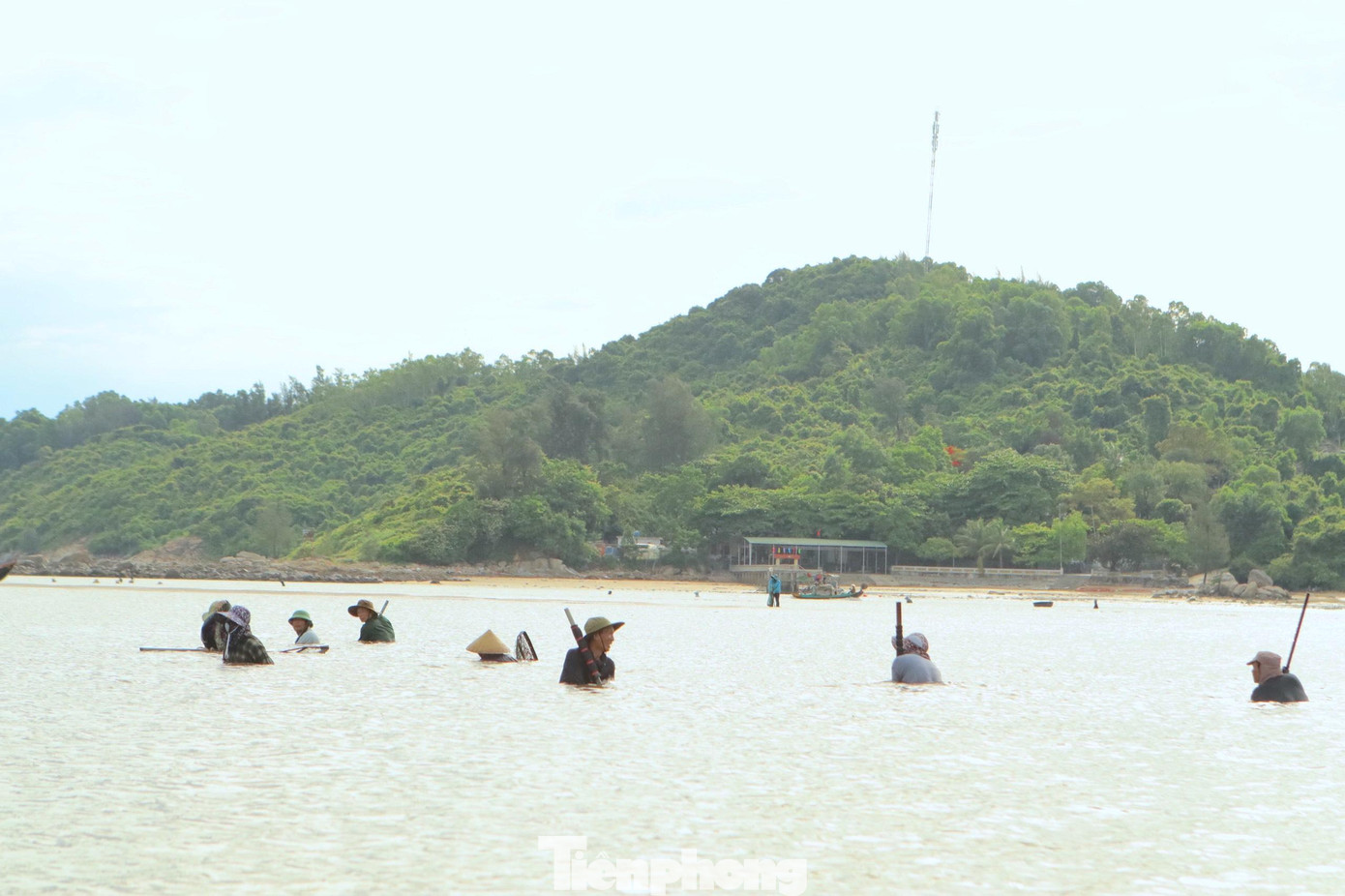 Dưới mặt biển trong xanh hàng chục người đàn ông trai tráng trên tay cầm chiếc cào sắt dài 2m cào qua cào lại dưới đáy biển để tìm sò lông, cào đến khi đầy lưới sẽ kéo vào bờ đổ ra cho vợ con nhặt sạch.