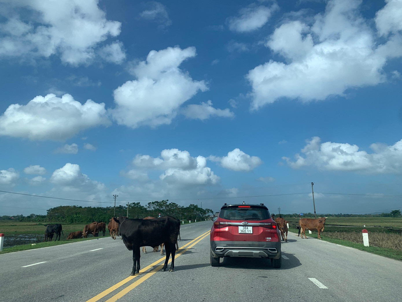 Ghi nhận tại dọc đường quốc lộ 8A đoạn qua địa bàn huyện Đức Thọ (Hà Tĩnh). Khu vực tuyến đường hai bên là cánh đồng, người thường thả rông trâu bò.