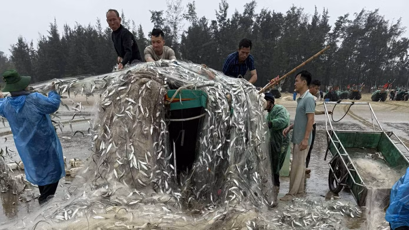 Đàn cá trích mắc trắng lưới ngư dân. Đàn cá trích mắc trắng lưới ngư dân.