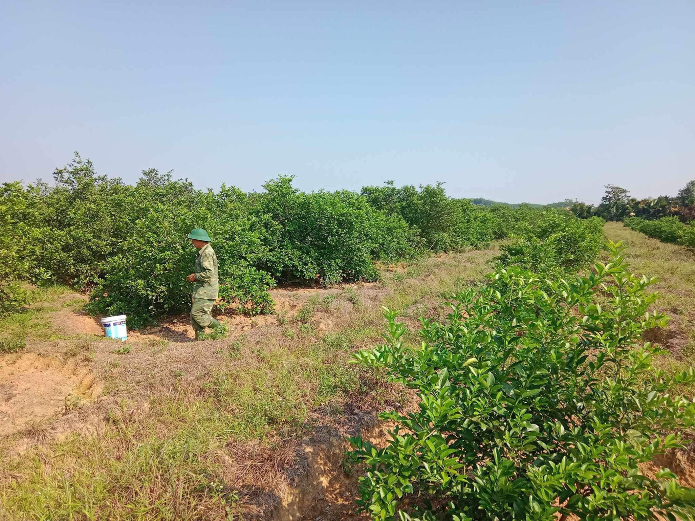 Toàn xã Đức Lĩnh có trên 300ha diện tích trồng chanh. Toàn xã Đức Lĩnh có trên 300ha diện tích trồng chanh.