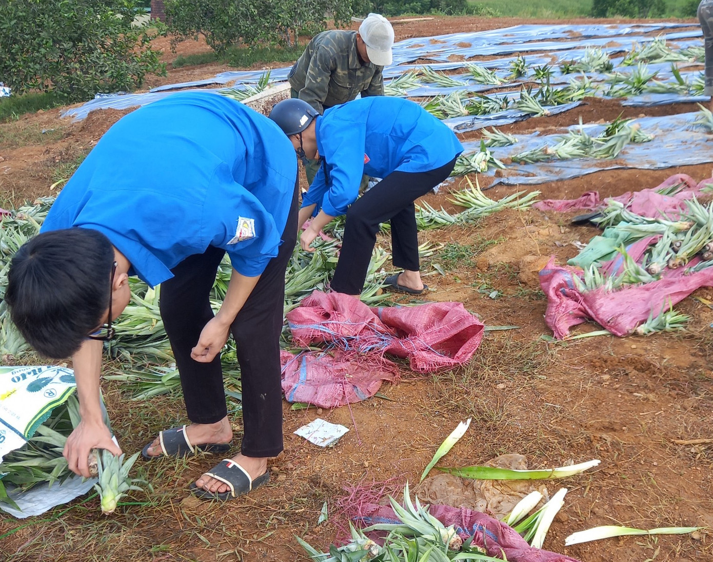 Các đoàn viên thanh niên được huy động đến cùng hỗ trợ. Mỗi người một nhiệm vụ để trồng dứa giúp người dân.