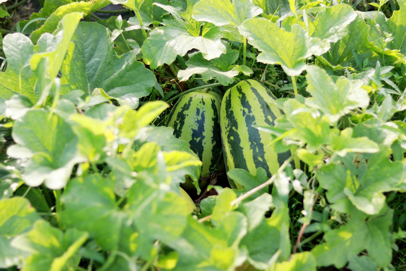 Năm nay dưa được mùa, được giá nên người dân rất phấn khởi.