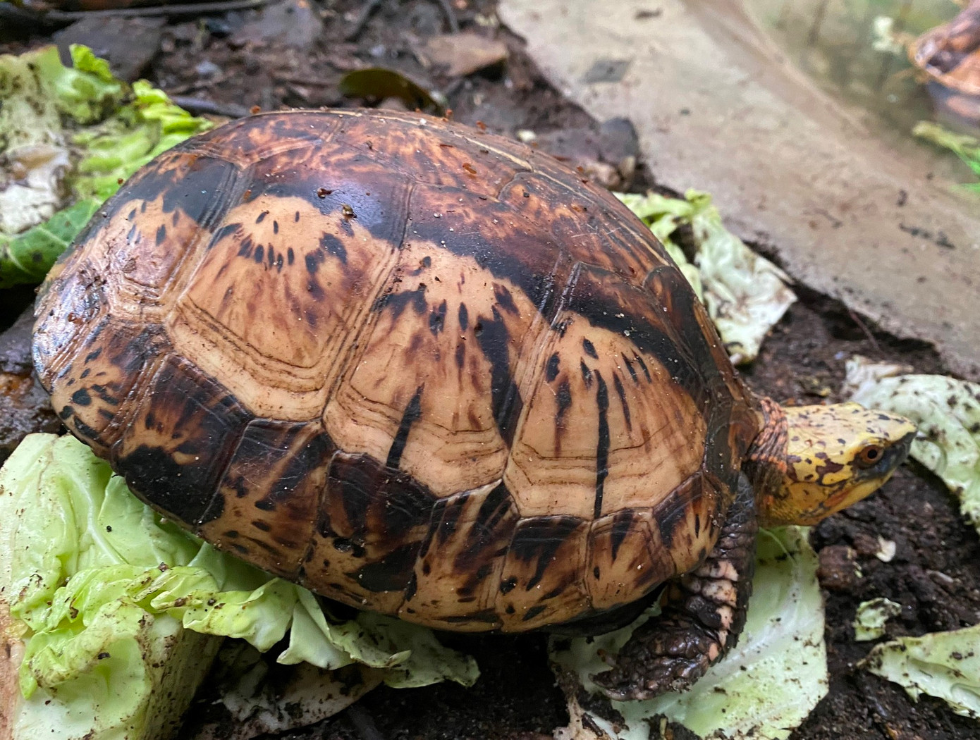 Cá thể rùa được thả về môi trường tự nhiên. Cá thể rùa được thả về môi trường tự nhiên.