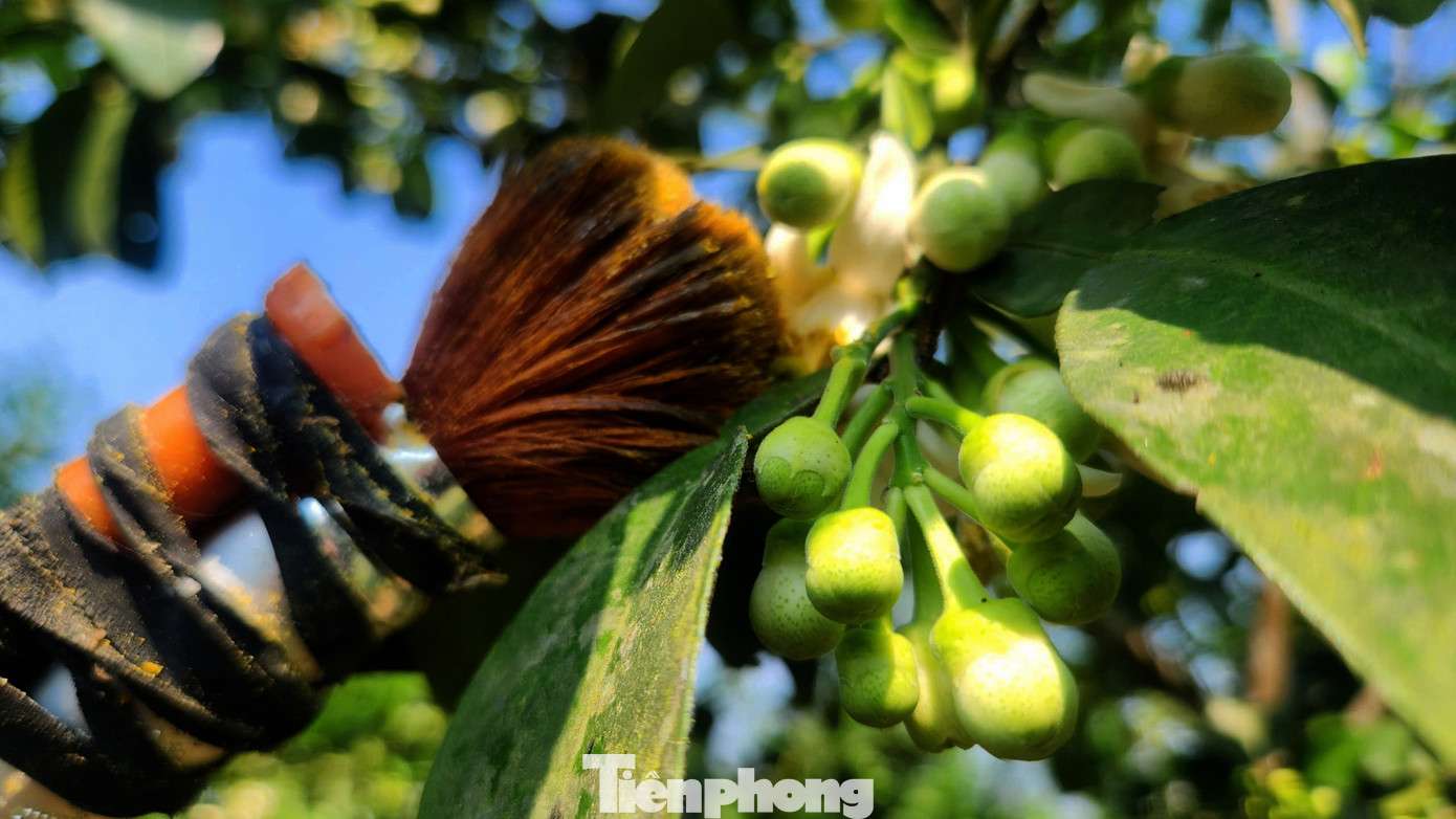 Để thụ phấn bổ sung cho hoa bưởi, người dân lấy phấn của cây bưởi chua quét lên nhụy hoa của cây bưởi Phúc Trạch. Hoa bưởi chua được chọn phải đều, cánh mịn, khi chấm thử vào lòng bàn tay phấn hoa màu vàng sẽ rời ra thì khả năng đậu quả khi cho thụ phấn sẽ cao hơn.