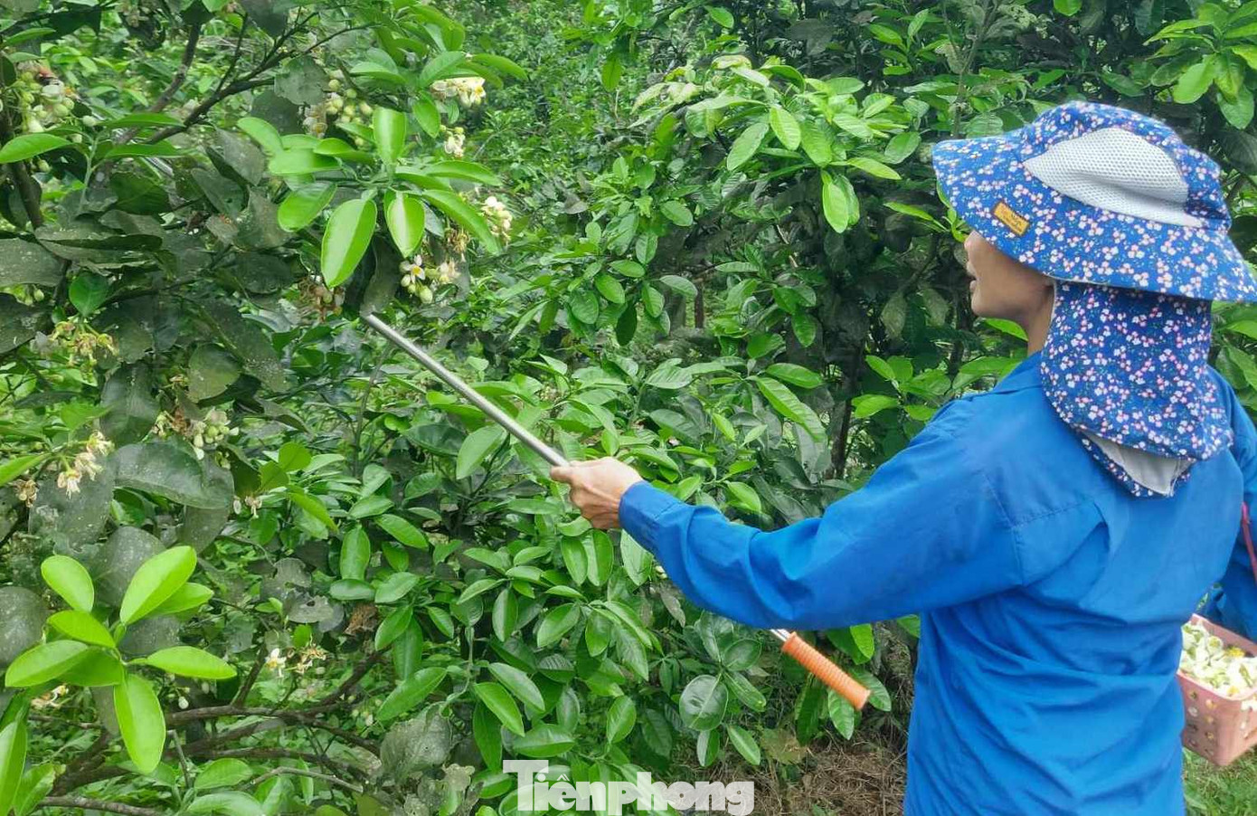 Để thụ phấn bổ sung cho hoa bưởi, người dân lấy phấn của cây bưởi chua quét lên nhụy hoa của cây bưởi Phúc Trạch. Hoa bưởi chua được chọn phải đều, cánh mịn, khi chấm thử vào lòng bàn tay phấn hoa màu vàng sẽ rời ra thì khả năng đậu quả khi cho thụ phấn sẽ cao hơn.