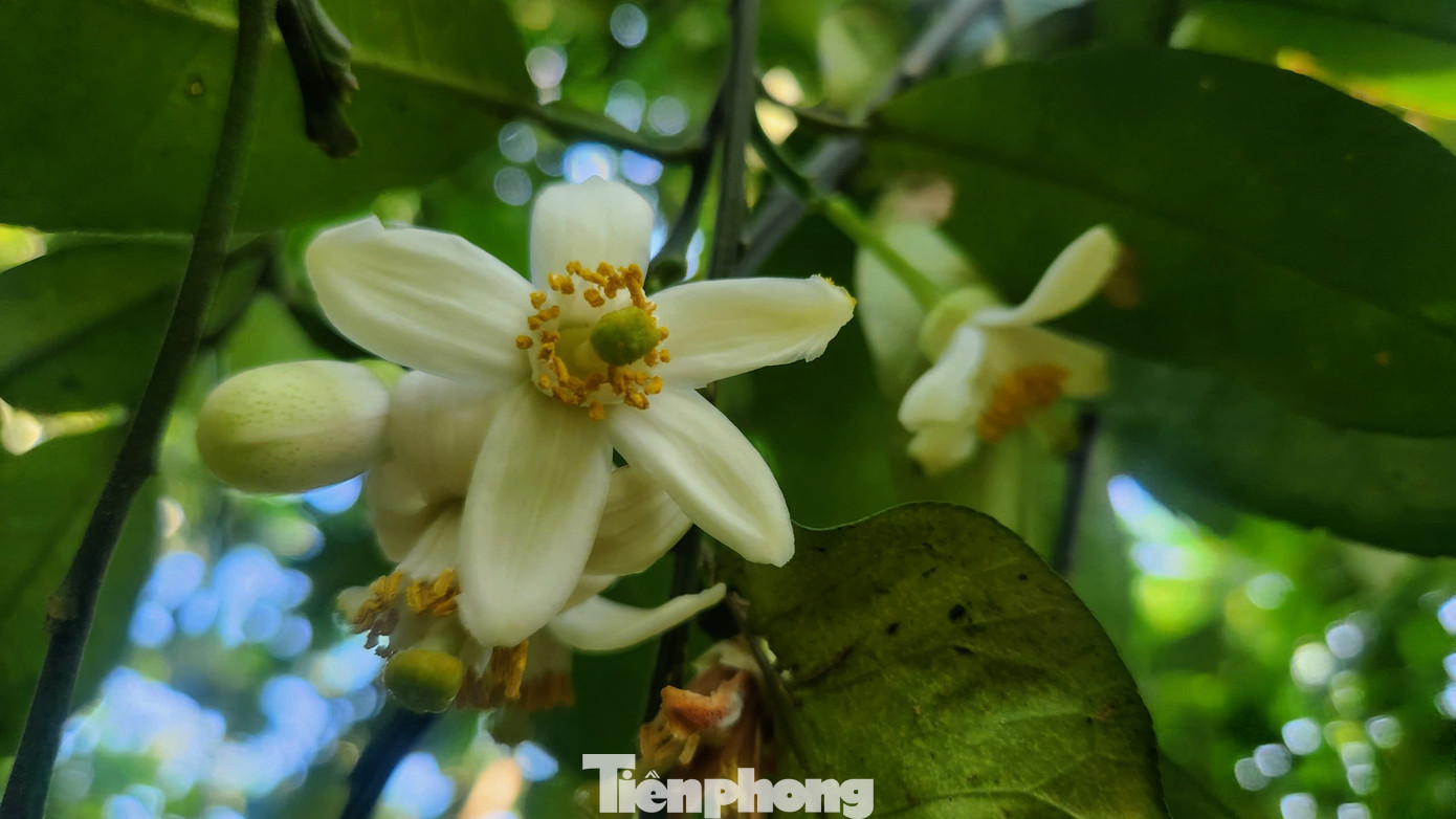 Theo người dân trồng bưởi Phúc Trạch lâu năm, công việc thụ phấn nhìn đơn giản nhưng cũng rất vất vả, nhiều cây bưởi cao, để thụ phấn hiệu quả phải leo lên thang, dùng sào, tỉ mỉ, cẩn thận. Để kịp thời vụ, có nhiều gia đình phải tranh thủ làm cả ngày.