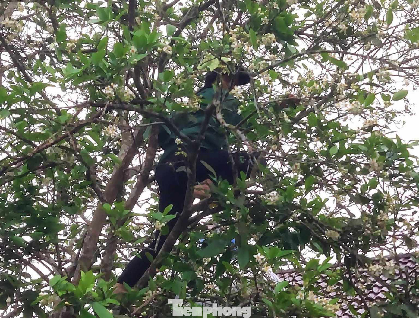 Người dân trèo lên cây để thụ phấn cho hoa bưởi.