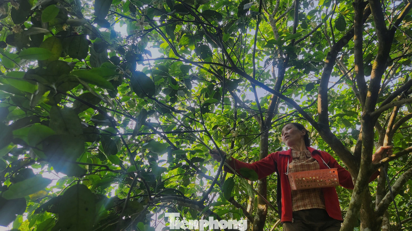 Toàn huyện Hương Khê (Hà Tĩnh) hiện có khoảng hơn 2.760 ha trồng bưởi Phúc Trạch. Đây là cây đặc sản có giá trị kinh tế rất cao, mỗi năm cho tổng giá trị thu nhập khoảng 600 tỷ đồng. Vào tháng 3, khi hoa bưởi Phúc Trạch nở trắng muốt, toả ra mùi hương thơm, đây là thời điểm người dân bắt đầu công việc thụ phấn cho hoa bưởi.