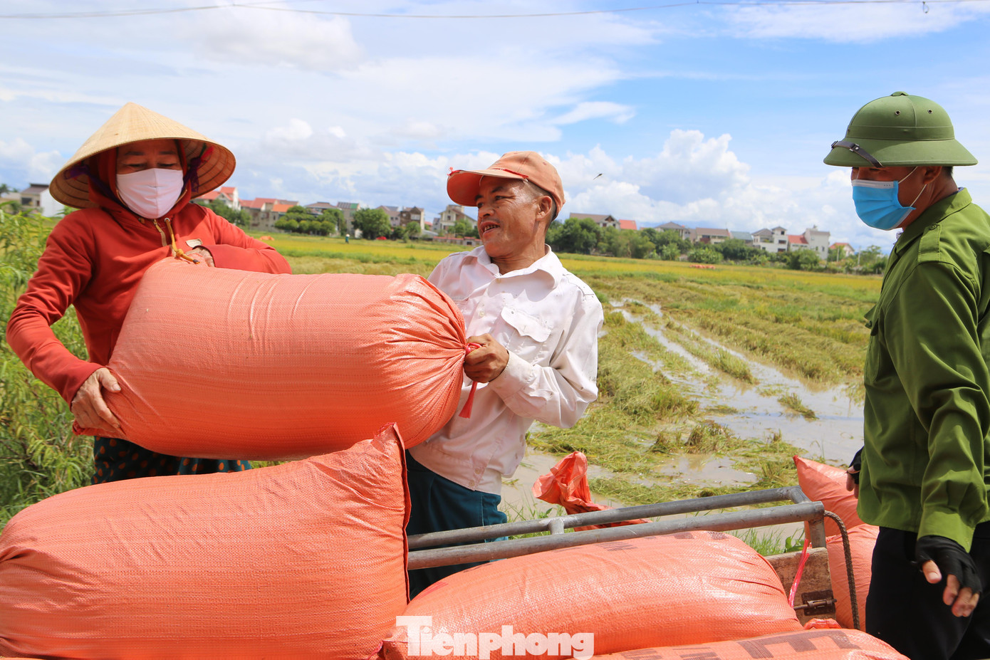 Người dân hối hả đưa lúa lên xe để chở về nhà.