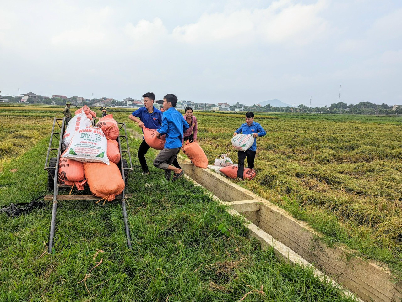 Tranh thủ chút nắng ban trưa, đoàn viên thanh niên trên địa bàn huyện Lộc Hà đã ra đồng giúp người dân thu hoạch lúa chín.