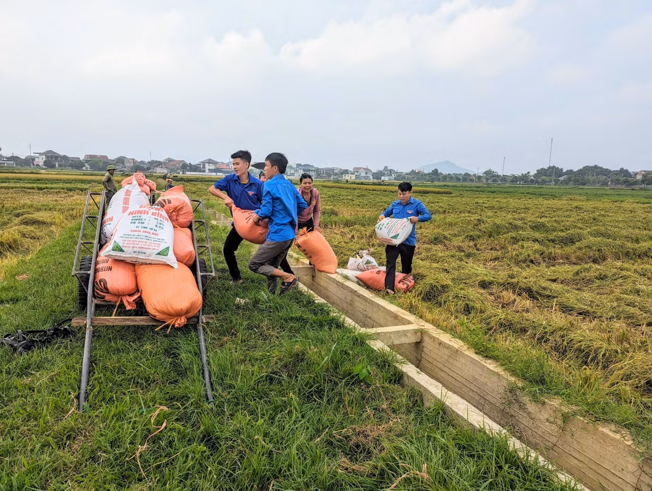 Tranh thủ chút nắng ban trưa, đoàn viên thanh niên trên địa bàn huyện Lộc Hà đã ra đồng giúp người dân thu hoạch lúa chín.