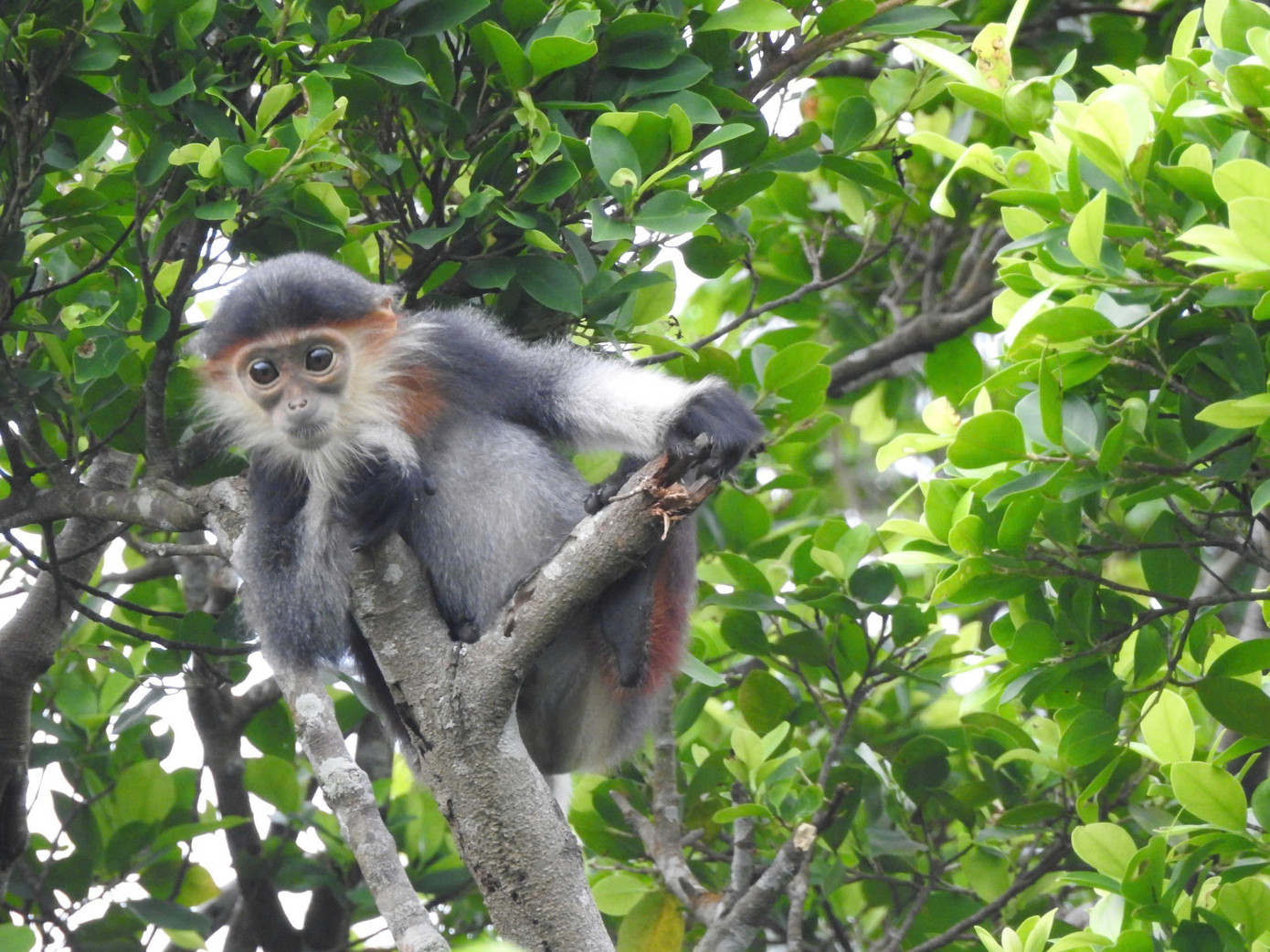 Tại đây, cũng đã xác định được 1.829 loài thực vật bậc cao thuộc 813 chi với 217 họ, ghi nhận sự góp mặt của 94 loài thú thuộc 26 họ, 315 loài chim, 58 loài bò sát, 31 loài lưỡng cư, 88 loài cá xương, 316 loài bướm, 73 loài kiến và 28 loài nhện.