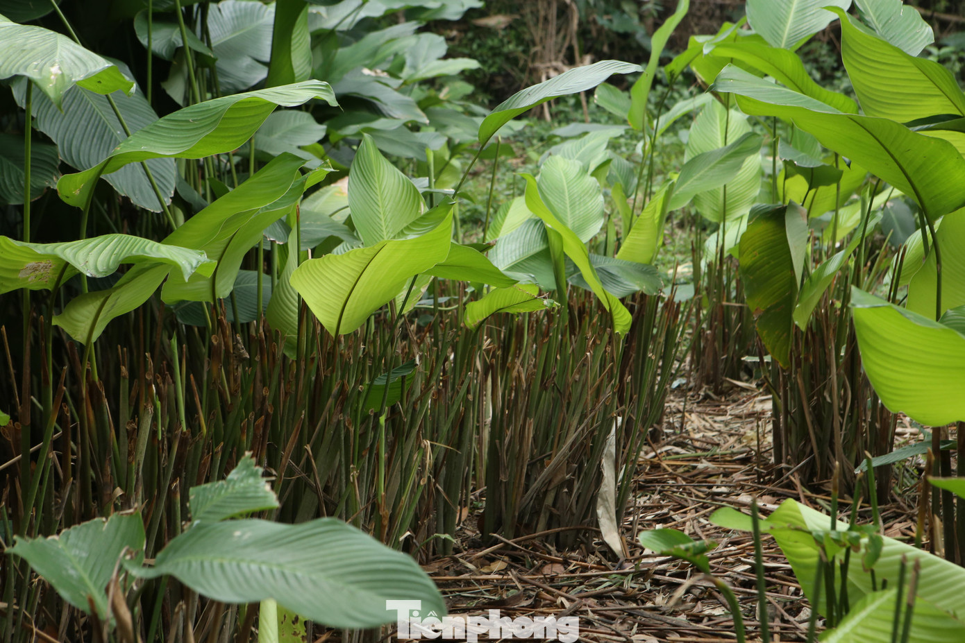 Cây dong rất dễ trồng, không mất thời gian chăm bón. Mỗi năm lá dong người dân cắt bán một lần. Sau khi cắt lá xong sẽ tỉa ngắn cành, bón phân chuồng để cây phát triển tốt.