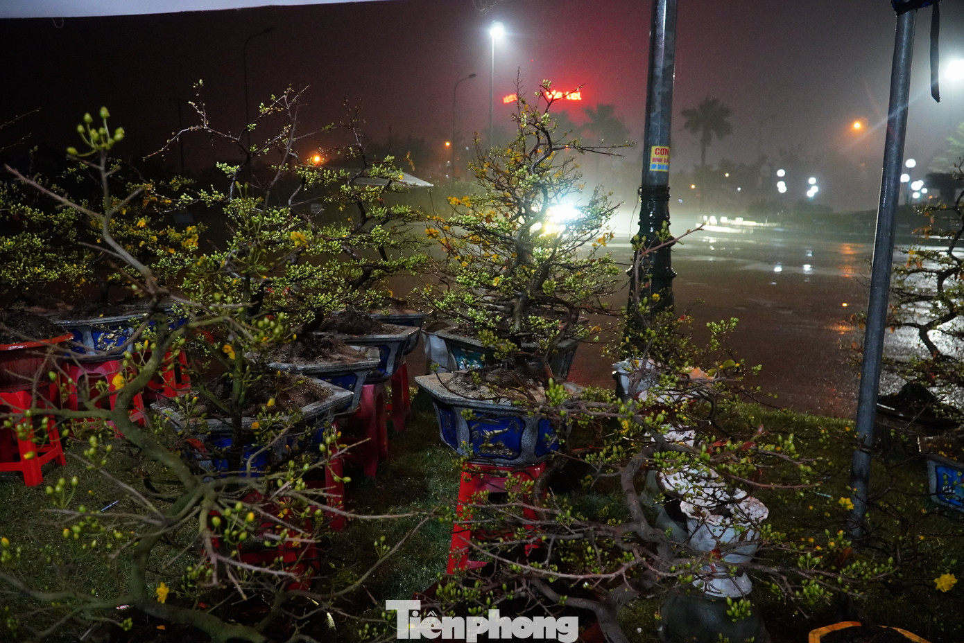 Theo nhiều tiểu thương, để có thể xuyên đêm canh đào quất, họ phải thay ca nhau khi người ngủ, người thức.