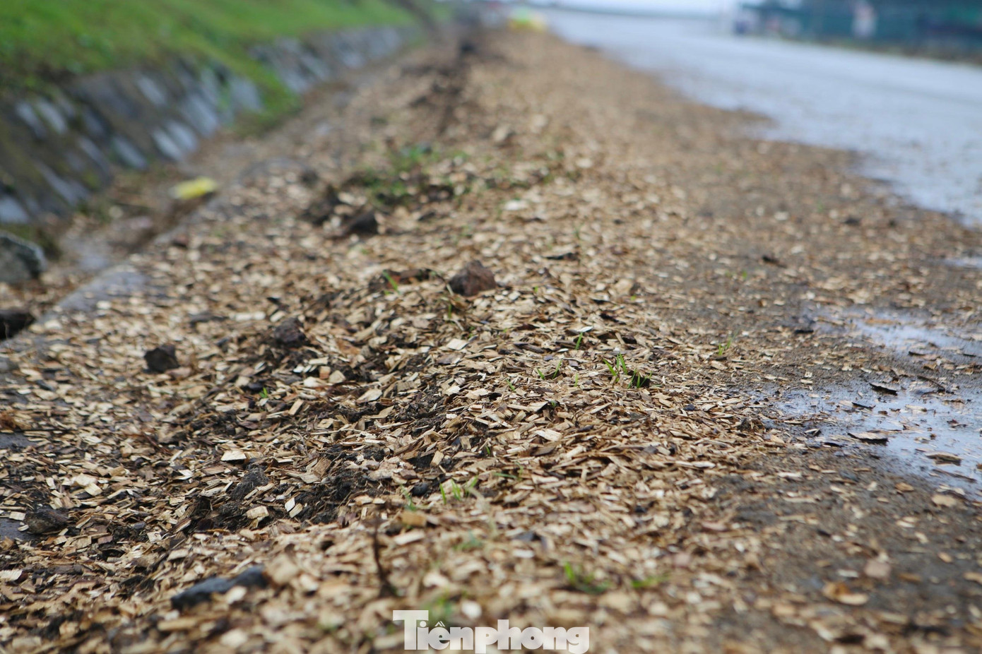 Số lượng dăm gỗ dày đặc bên hai dọc đường vào cảng Vũng Áng.