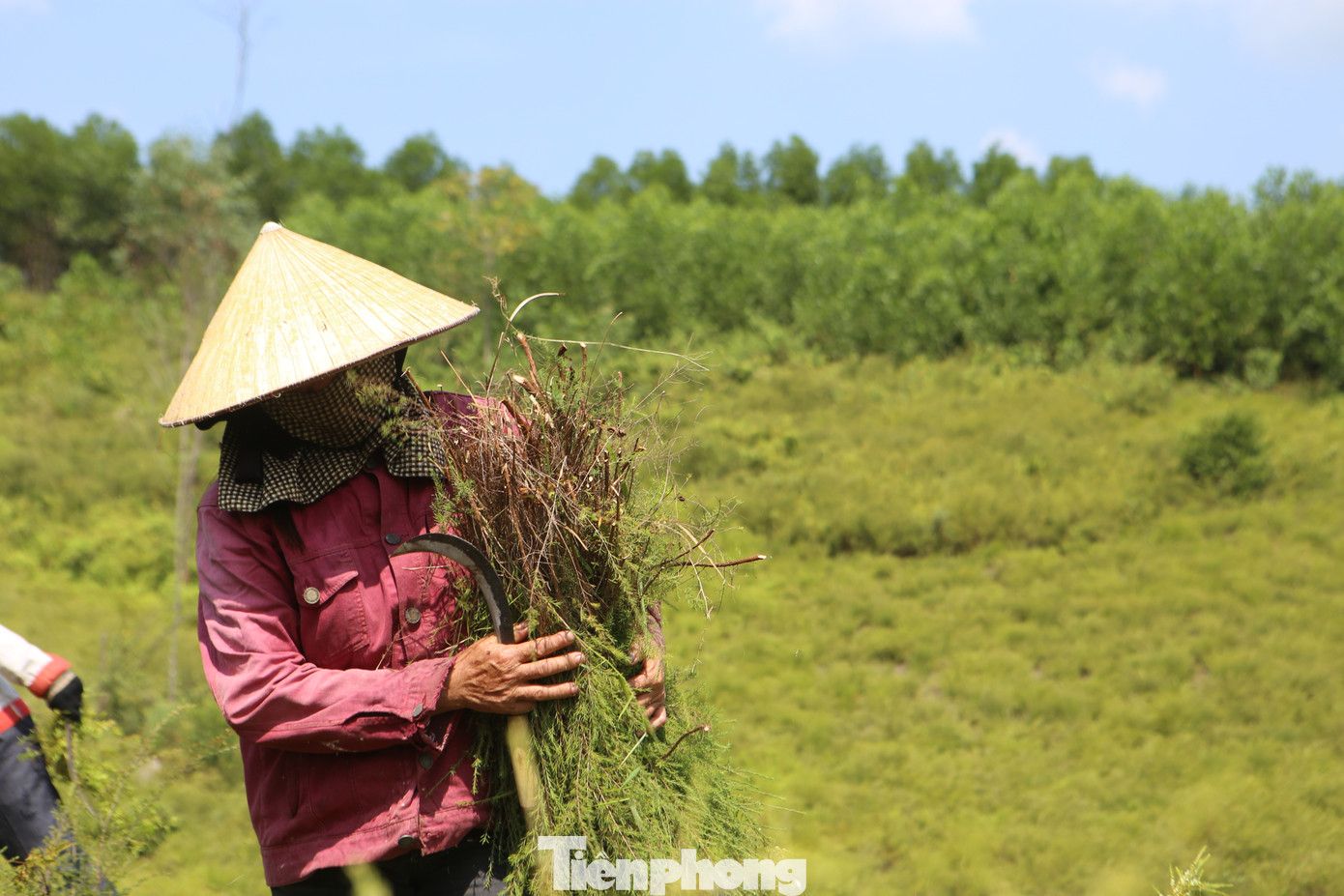 Khi cắt xong, những cây cỏ, cây mọc hoang trên rừng sẽ được người dân loại bỏ.