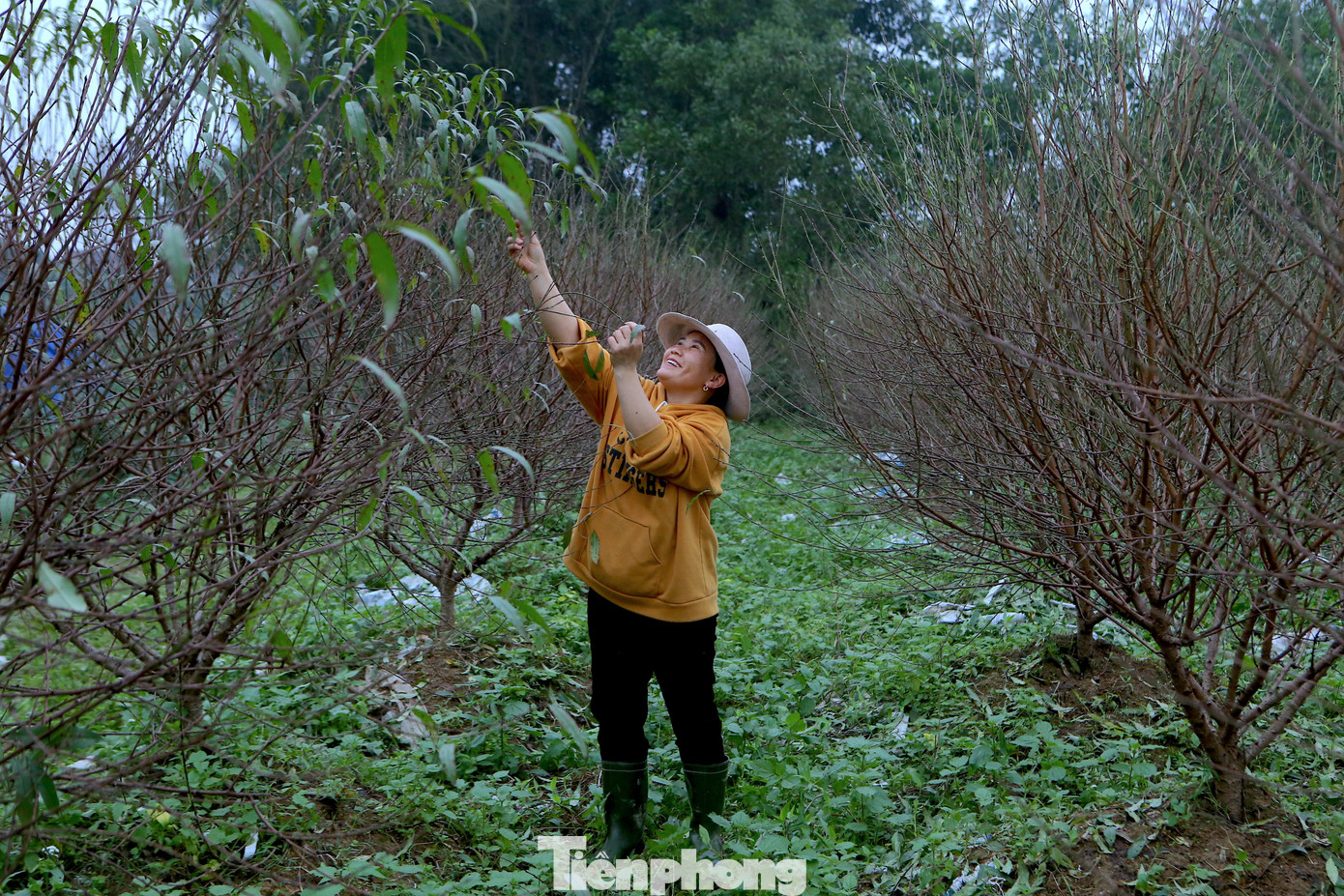 Việc tuốt lá bắt đầu từ vài ngày trở lại đây. Trên gương mặt người trồng đào lộ rõ niềm vui, hy vọng hoa nở đúng dịp Tết, bán được giá. Việc tuốt lá bắt đầu từ vài ngày trở lại đây. Trên gương mặt người trồng đào lộ rõ niềm vui, hy vọng hoa nở đúng dịp Tết, bán được giá.