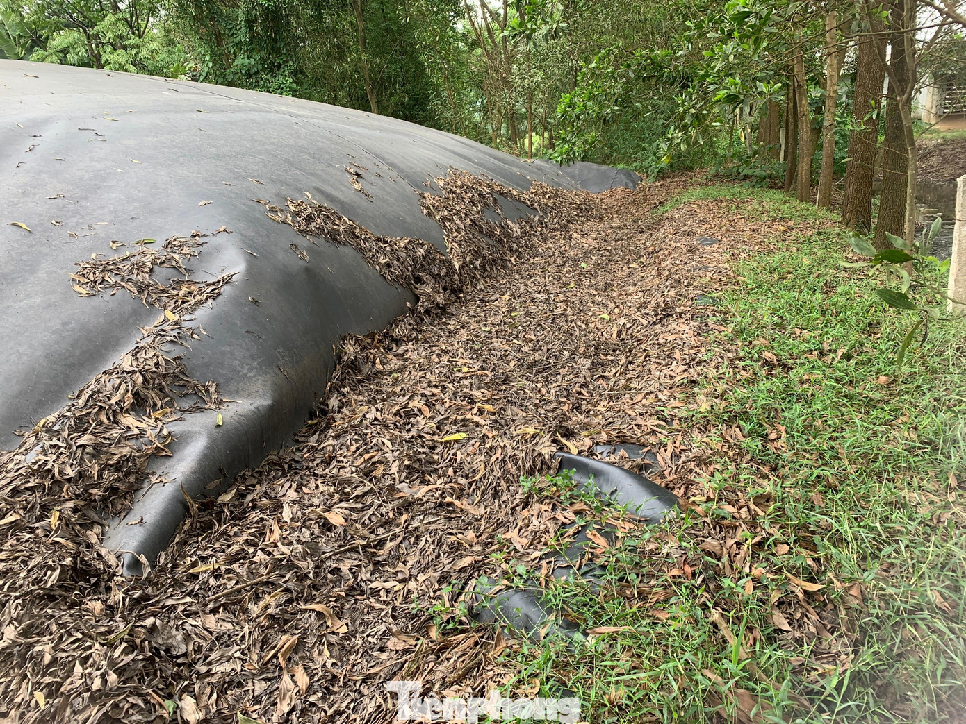 Hệ thống bể biogas của trang trại ông Đinh Thăng Long bị xẹp, hoạt động kém hiệu quả.