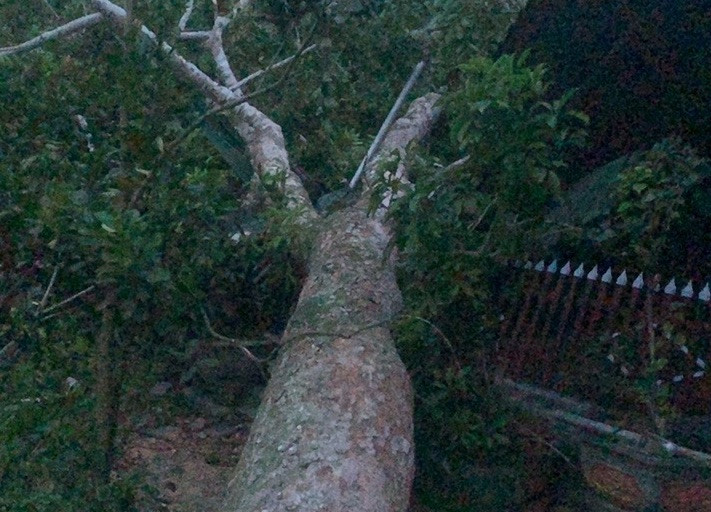 Cây trám cổ thụ bật gốc ngã đổ vào nhà dân.