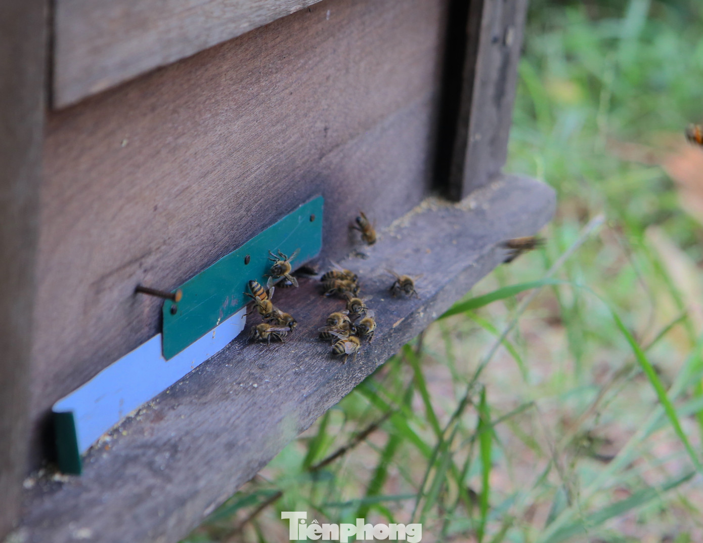 "Nghề này theo đàn ong di chuyển khắp các tỉnh, rất ít khi ở nhà. Tôi theo nghề này hơn 10 năm qua, công việc tuy vất vả nhưng cũng cố gắng làm để kiếm thêm thu nhập. Vào đây từ tháng 4 đến tháng 10, mỗi mùa hoa sẽ thu về khoảng vài chục tấn mật. Mật khi thu hoạch xong công ty sẽ về mua tại nơi. Năm nay thời tiết thuận lợi nên mật đạt chất lượng cao", ông Thuận nói