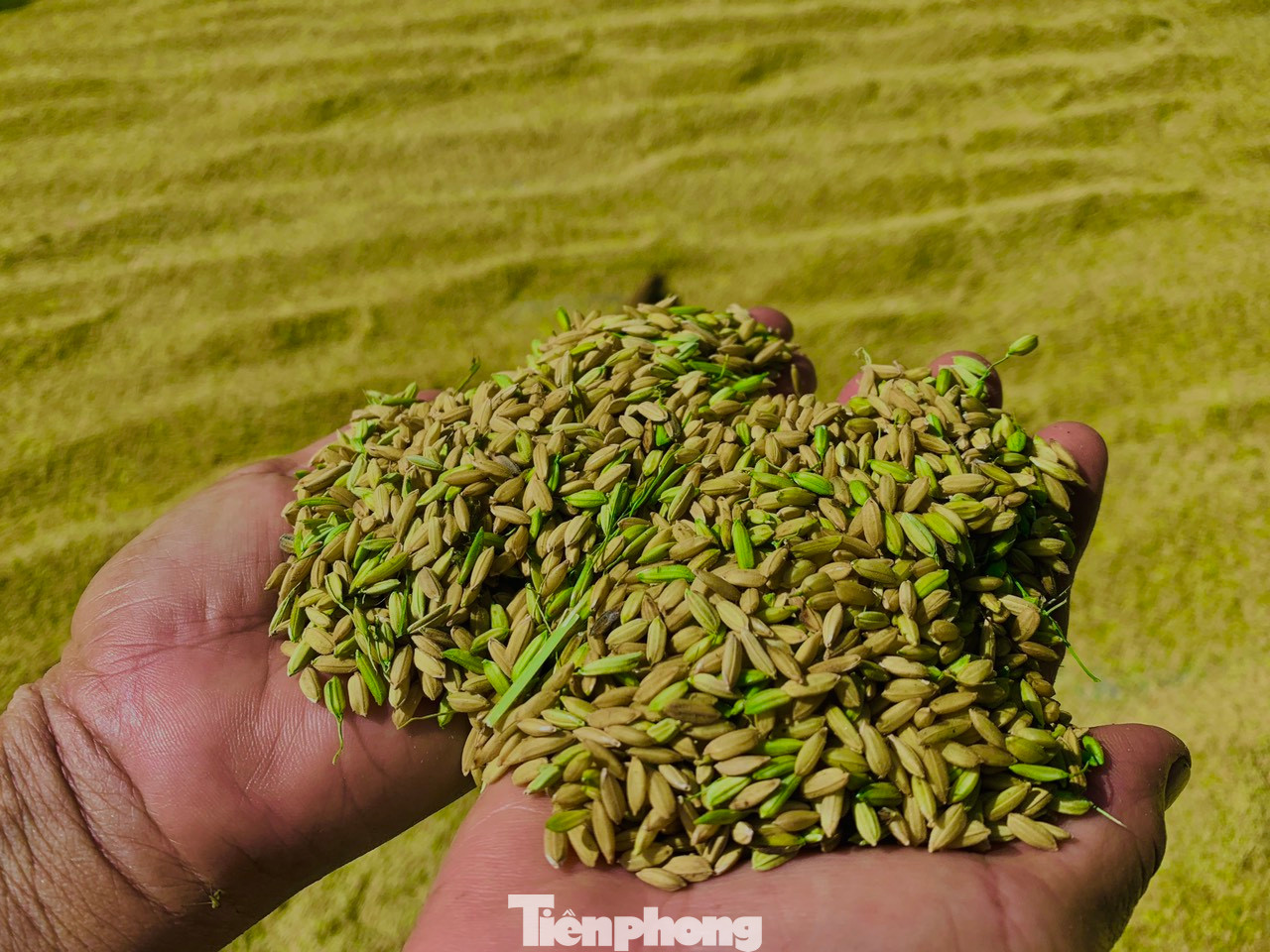 Tranh thủ thời tiết thuận lợi nông dân huyện Hương Sơn khẩn trương thu hoạch nhanh gọn diện tích lúa mùa nhằm tránh thiệt hại do mưa bão. Dù lúa chưa "chín tới" nhưng nông dân vẫn ra đồng để thu hoạch.